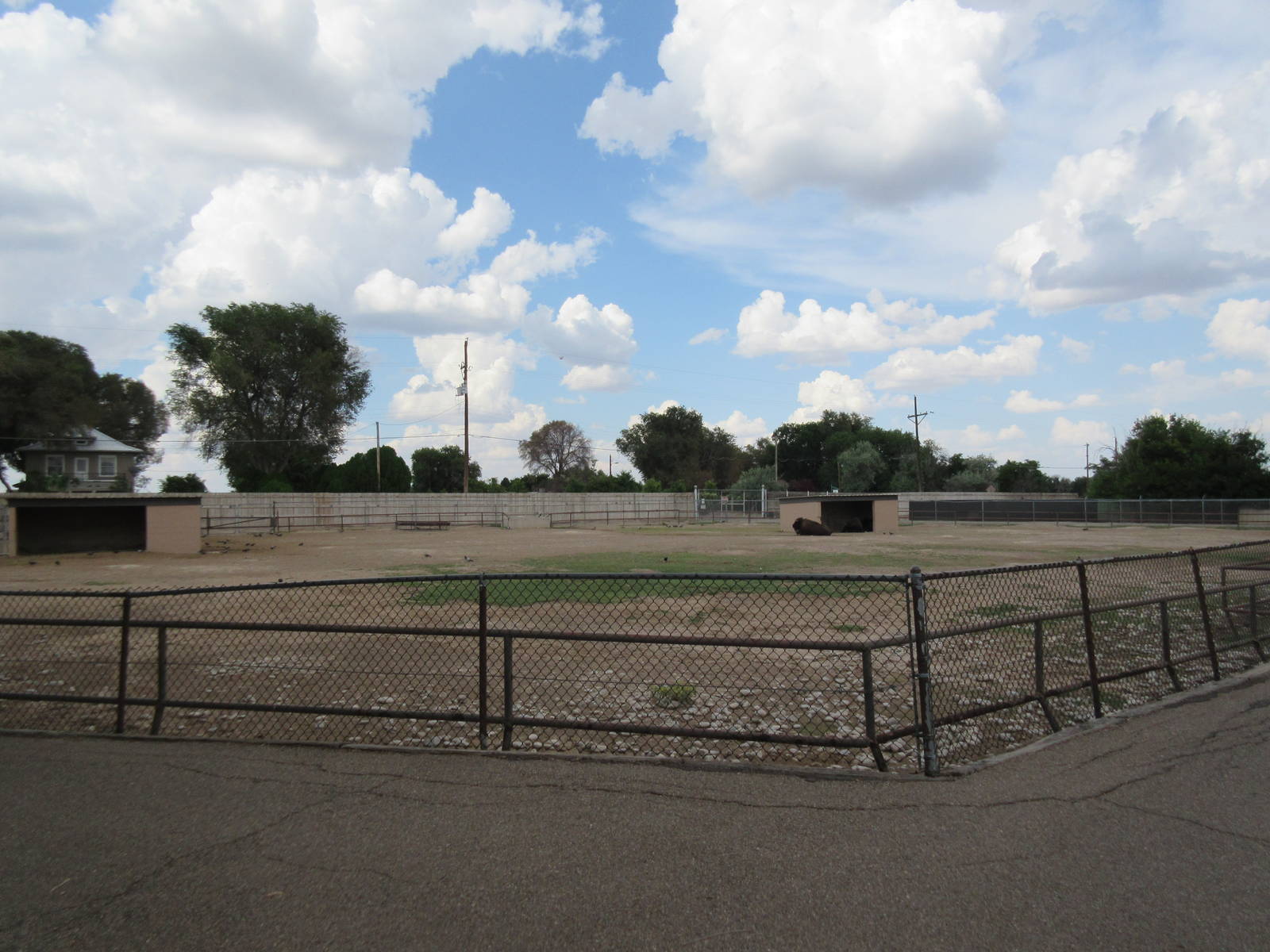 American Bison Exhibit