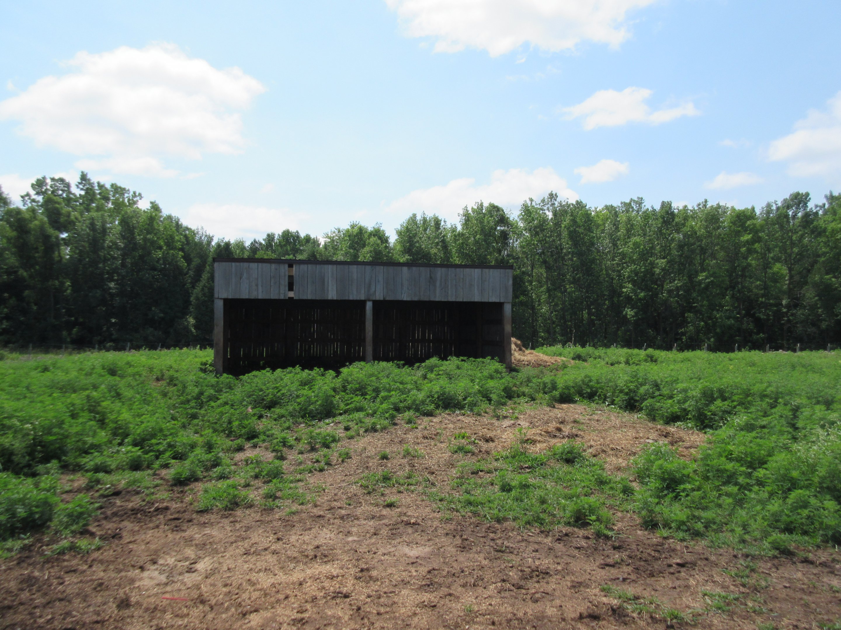 American Bison Exhibit