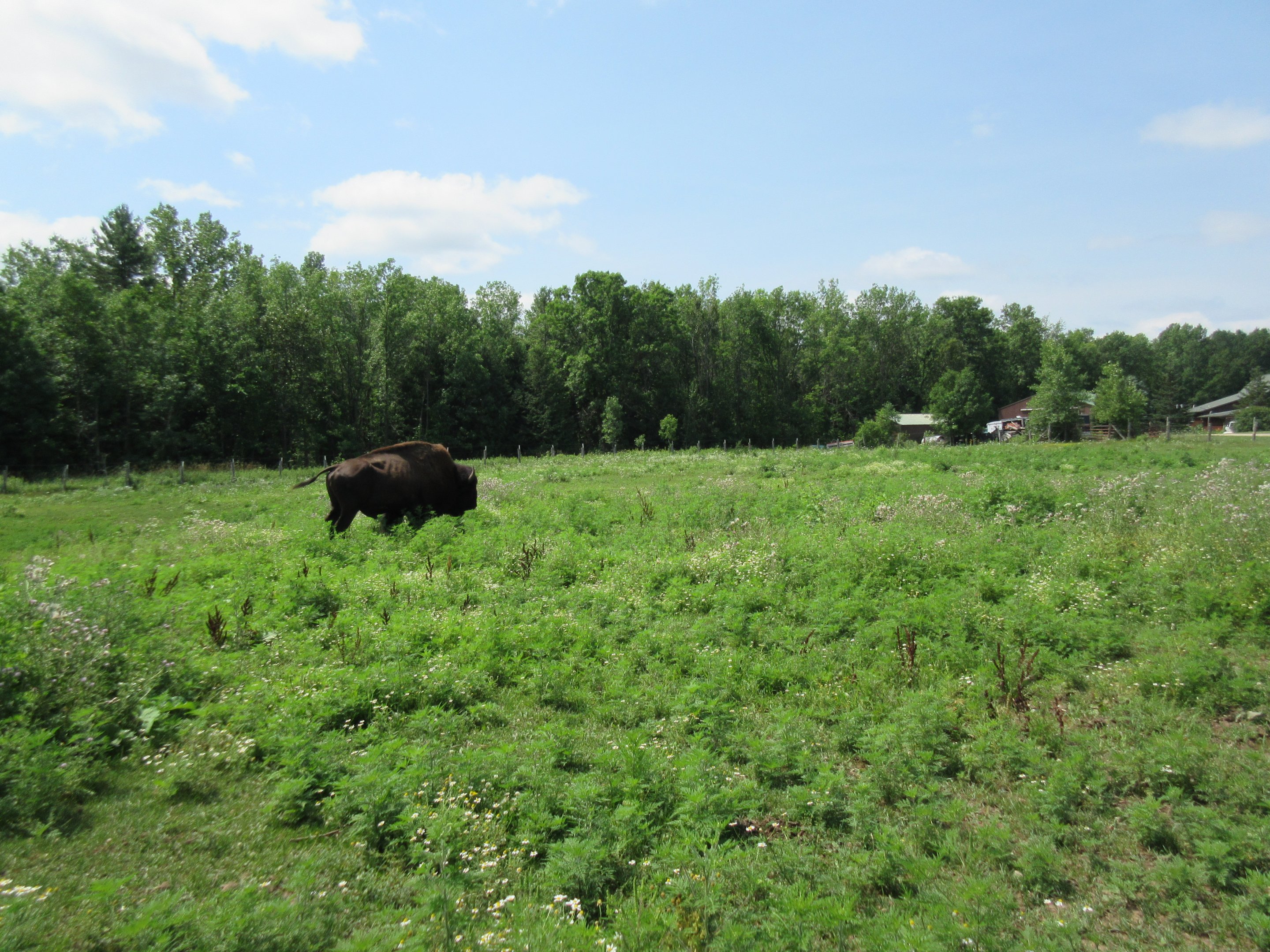 American Bison Exhibit