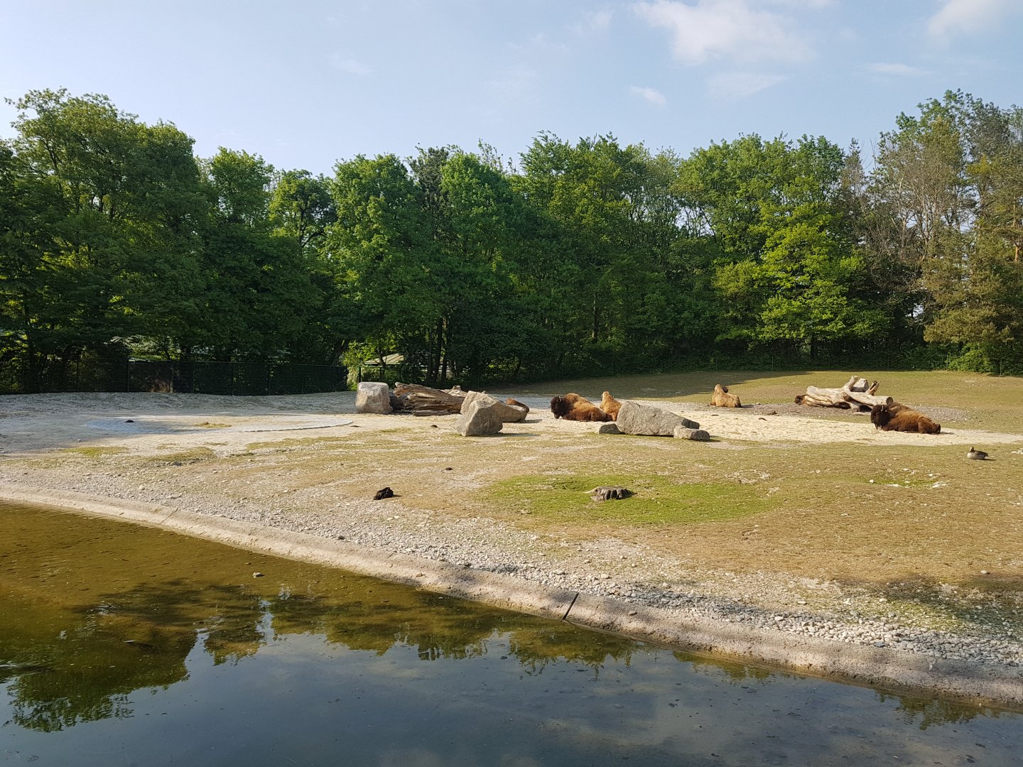 American Bison Exhibit