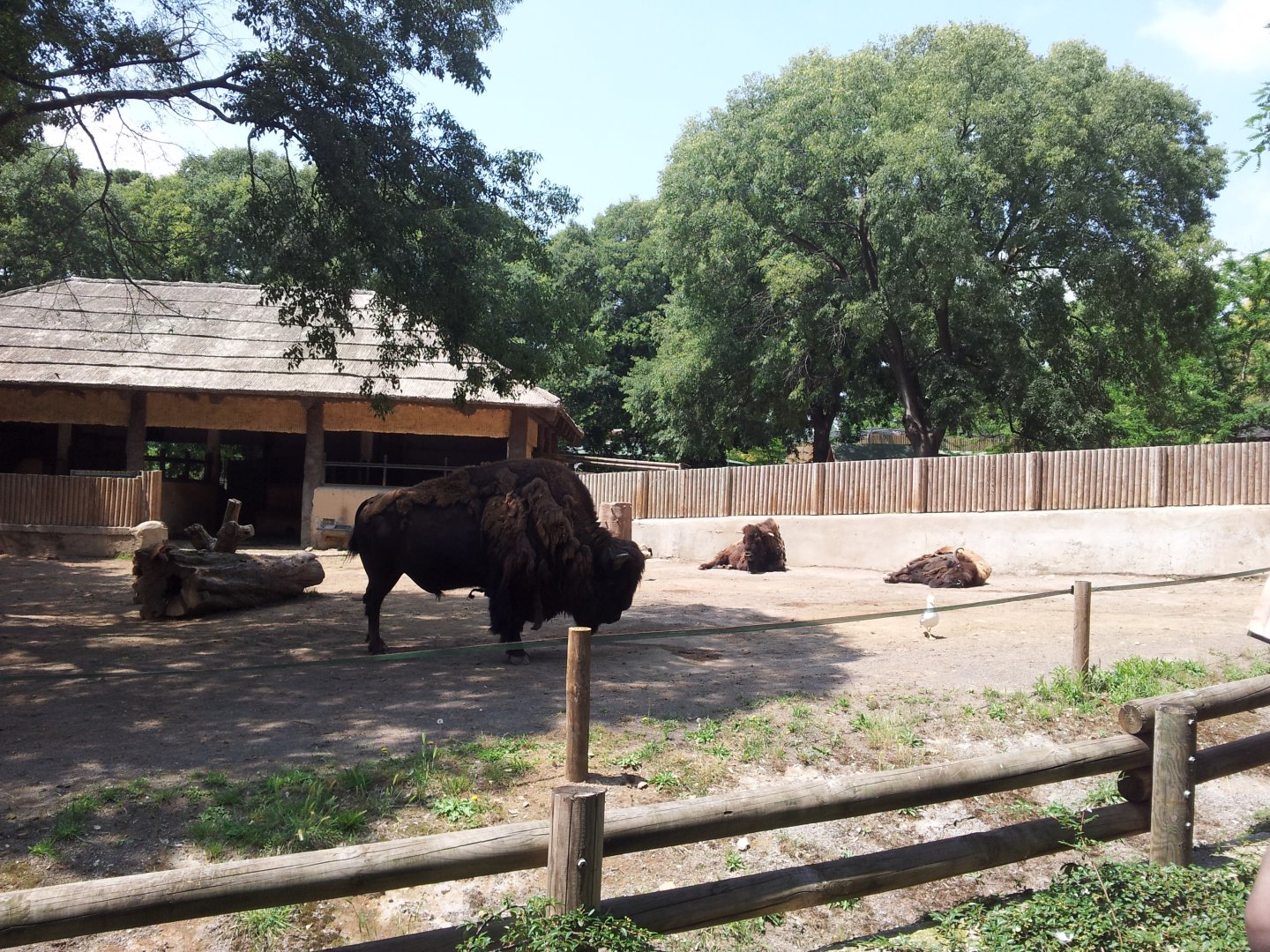 American Bison Exhibit