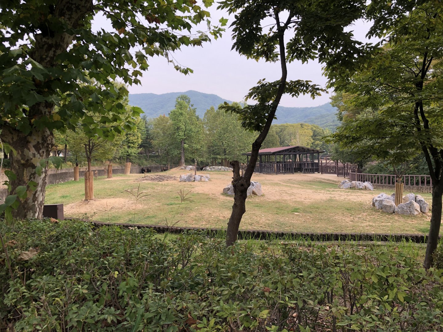 American Bison Exhibit