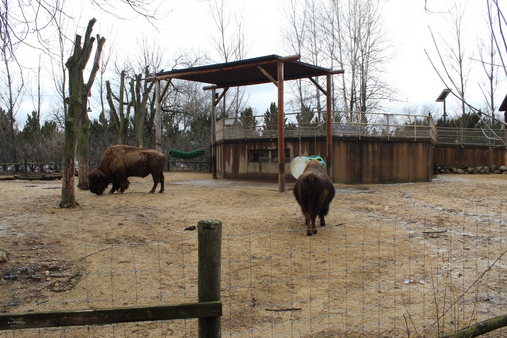 American Bison Exhibit