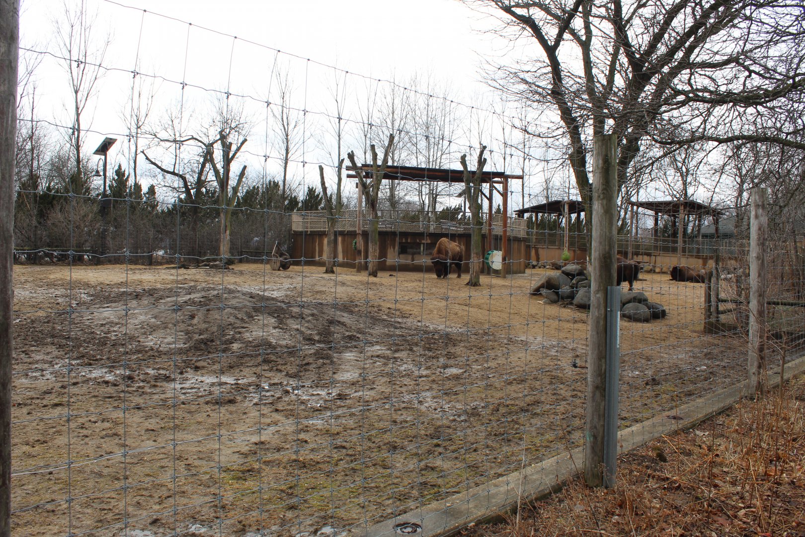 American Bison Exhibit