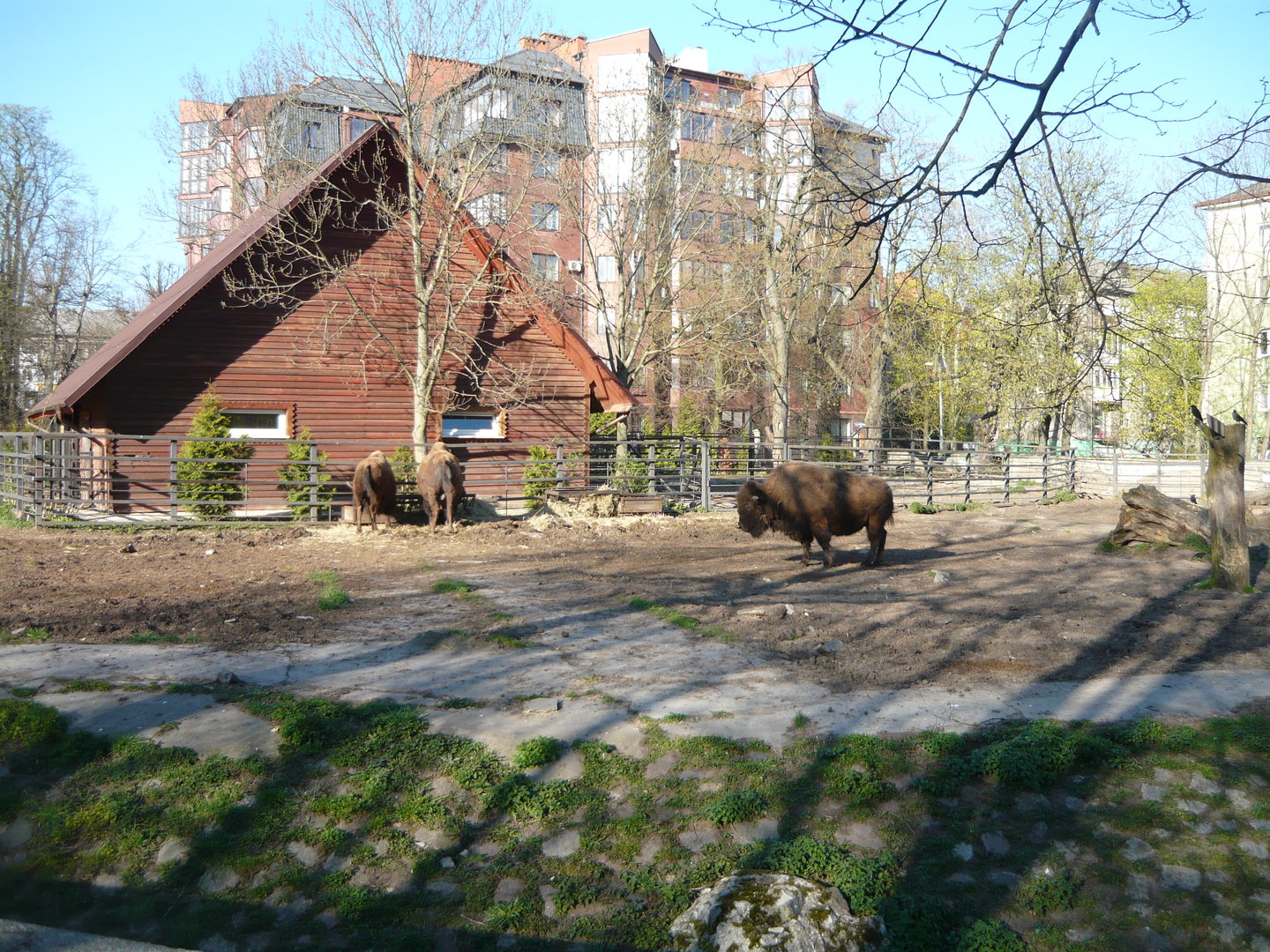 American bison exhibit