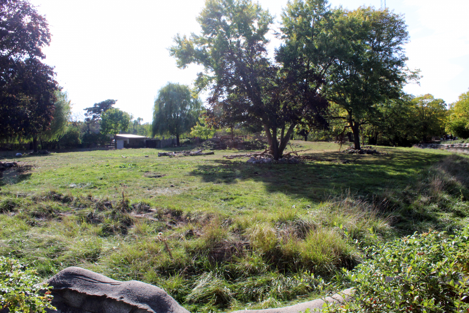 American Bison Exhibit