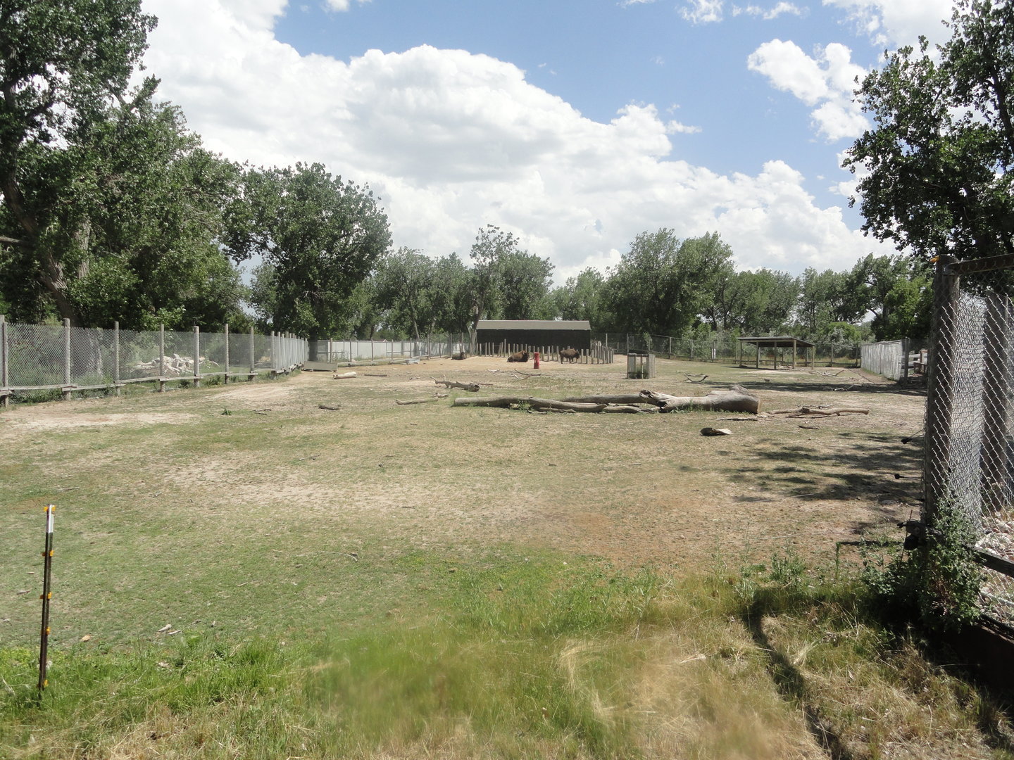 American Bison Exhibit