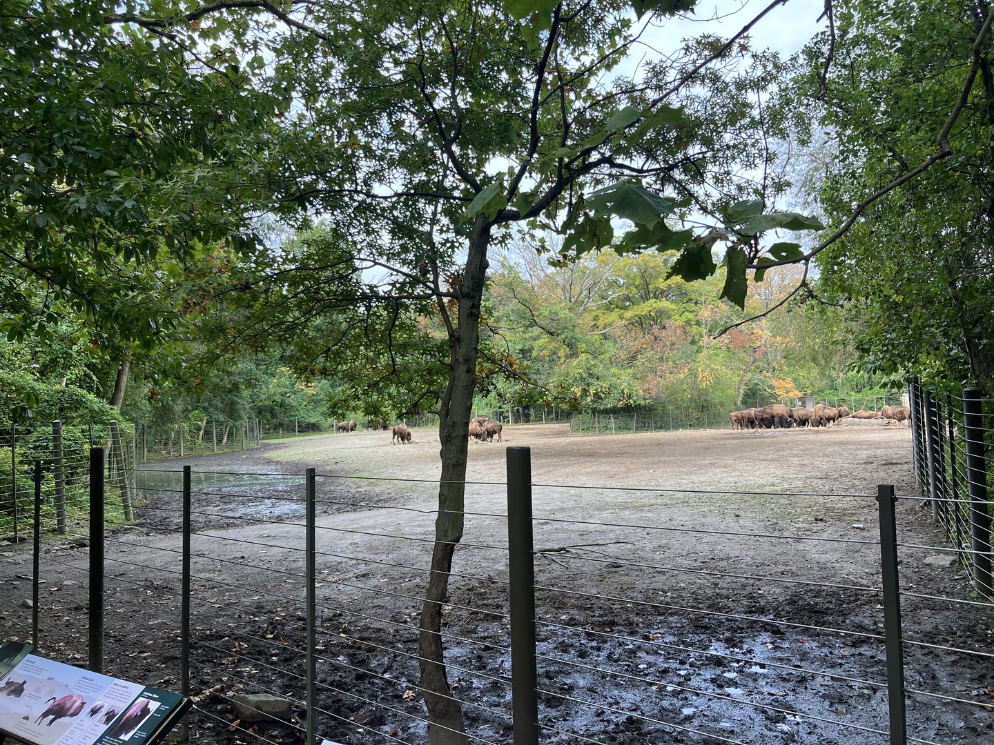 American Bison Exhibit
