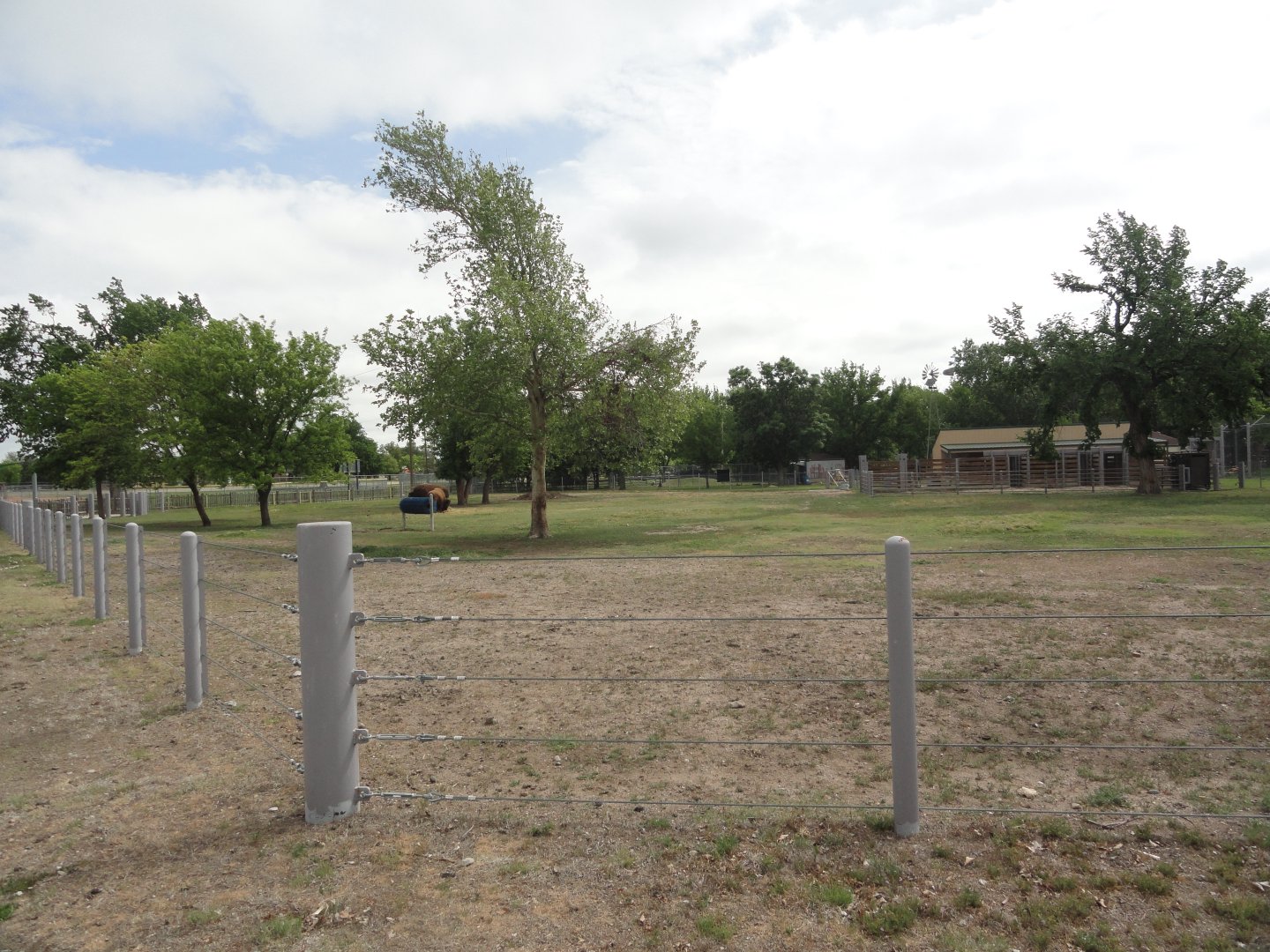 American Bison Exhibit