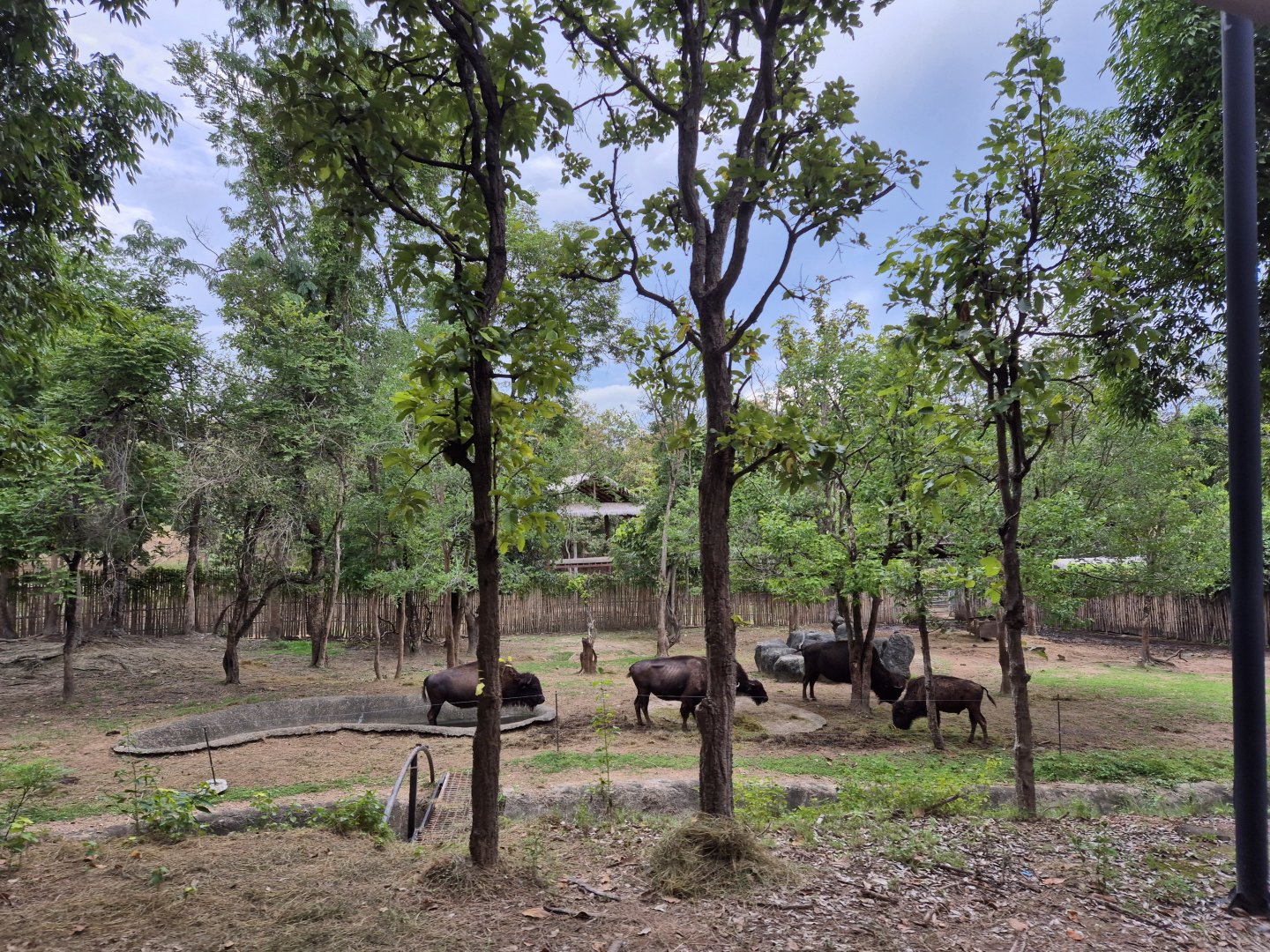 American Bison exhibit