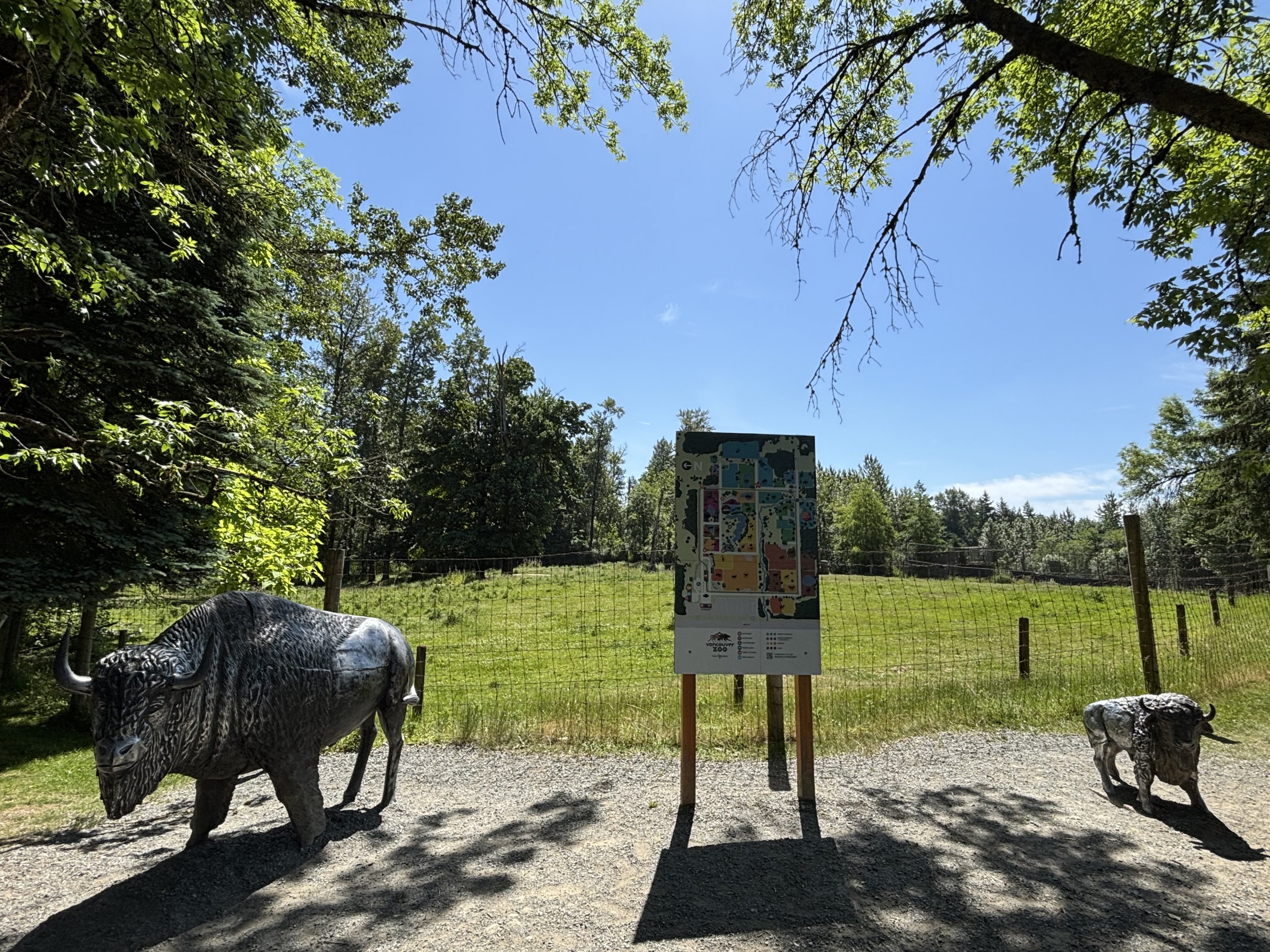 American Bison Exhibit
