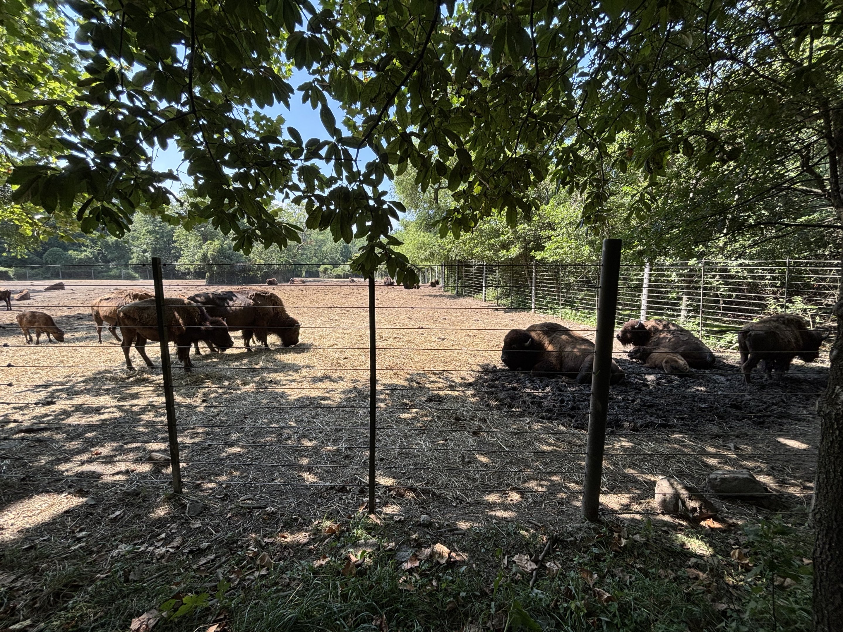 American Bison Exhibit