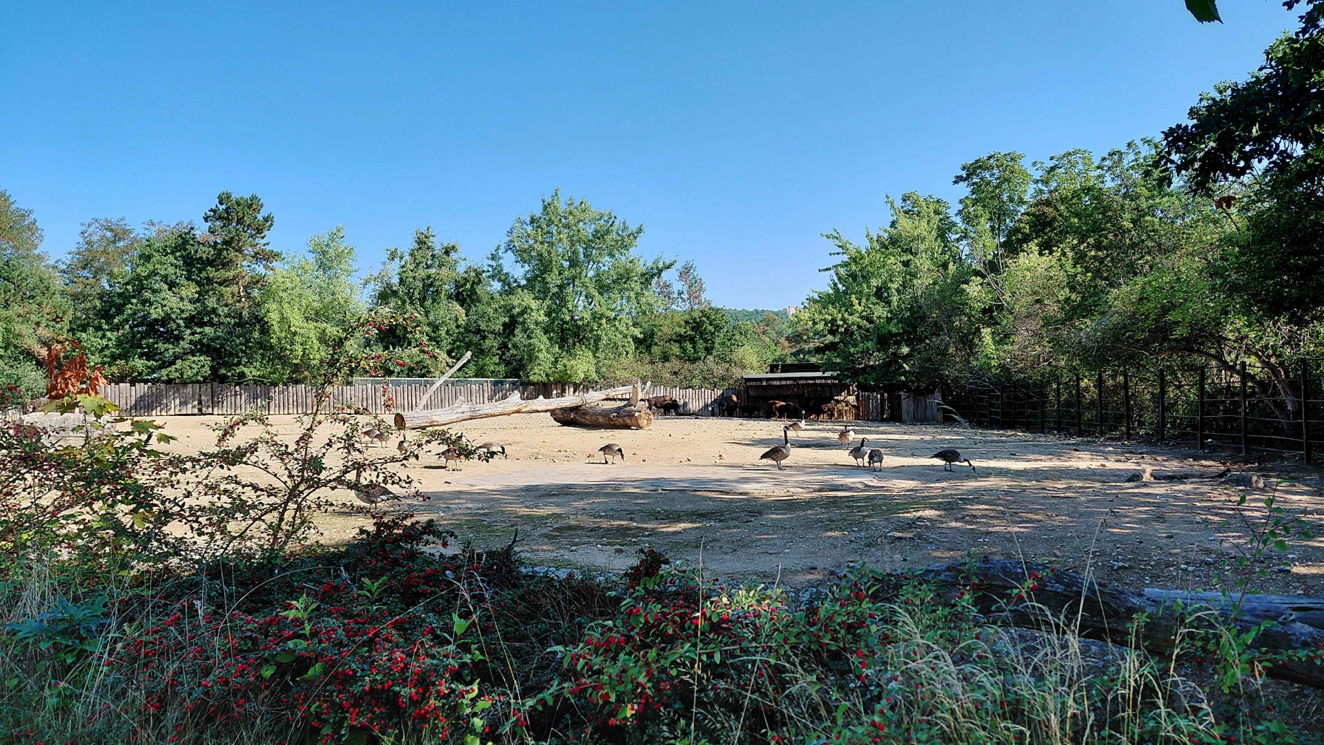 American bison exhibit