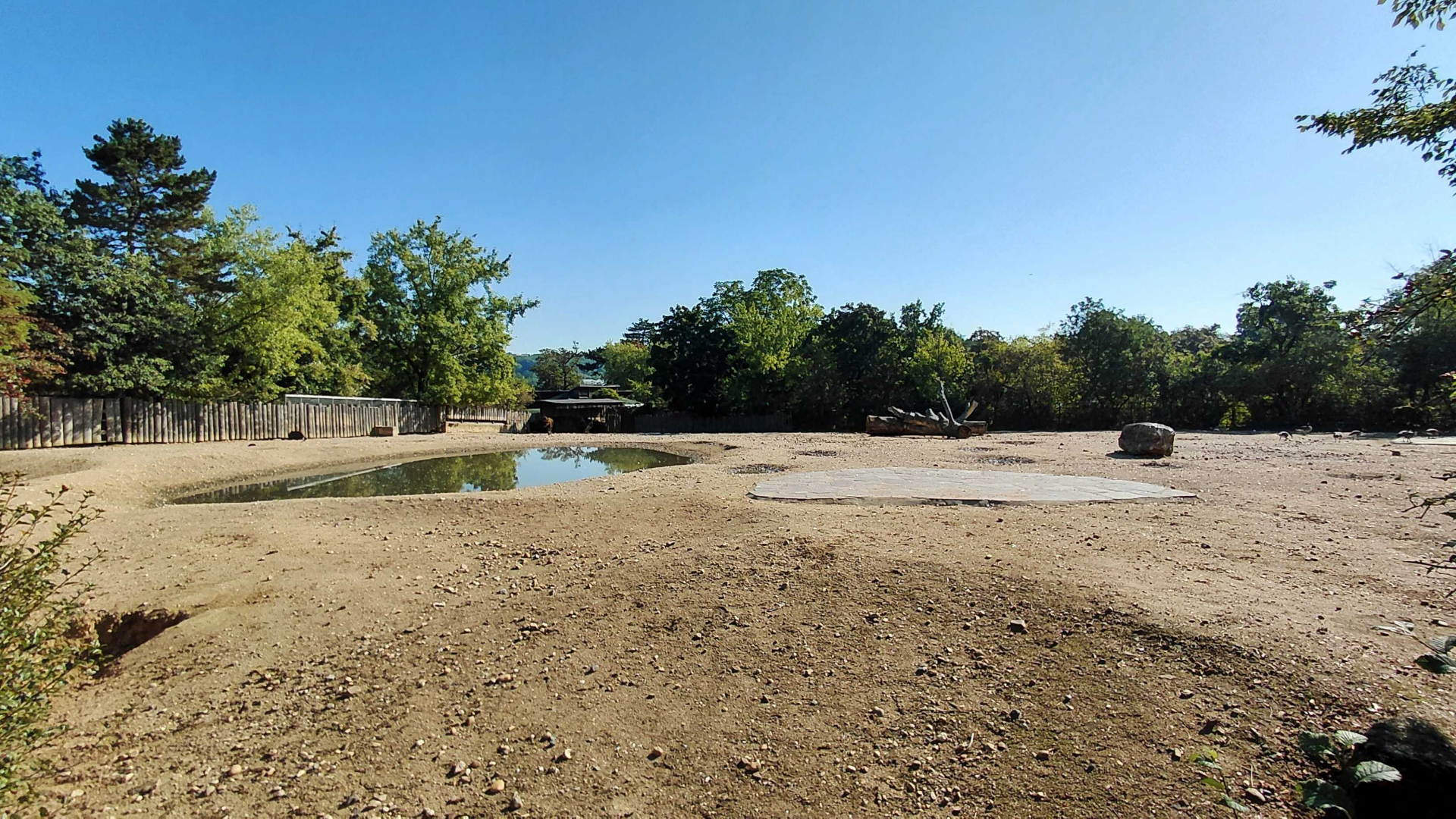 American bison exhibit