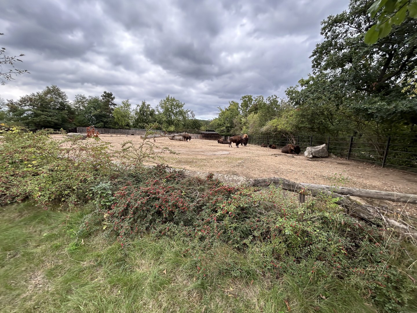 American Bison Exhibit