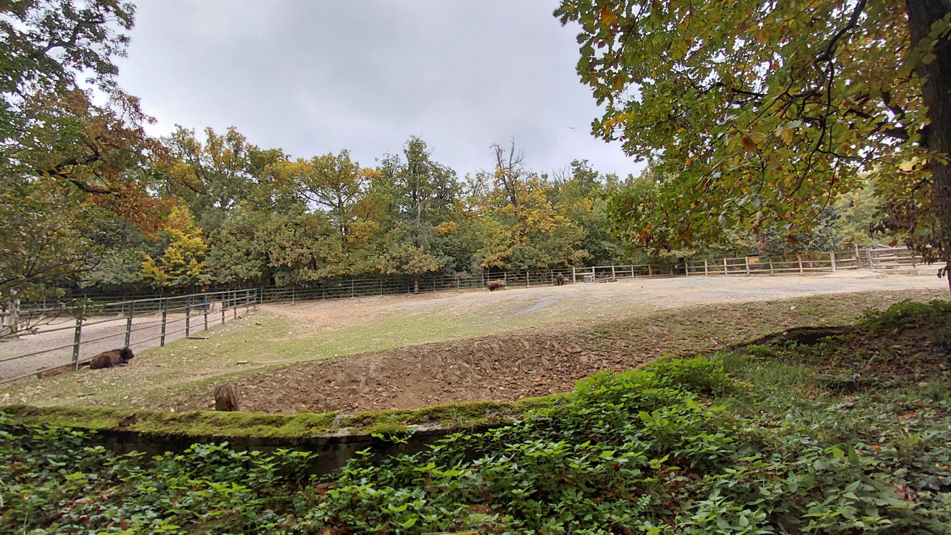 American bison exhibit
