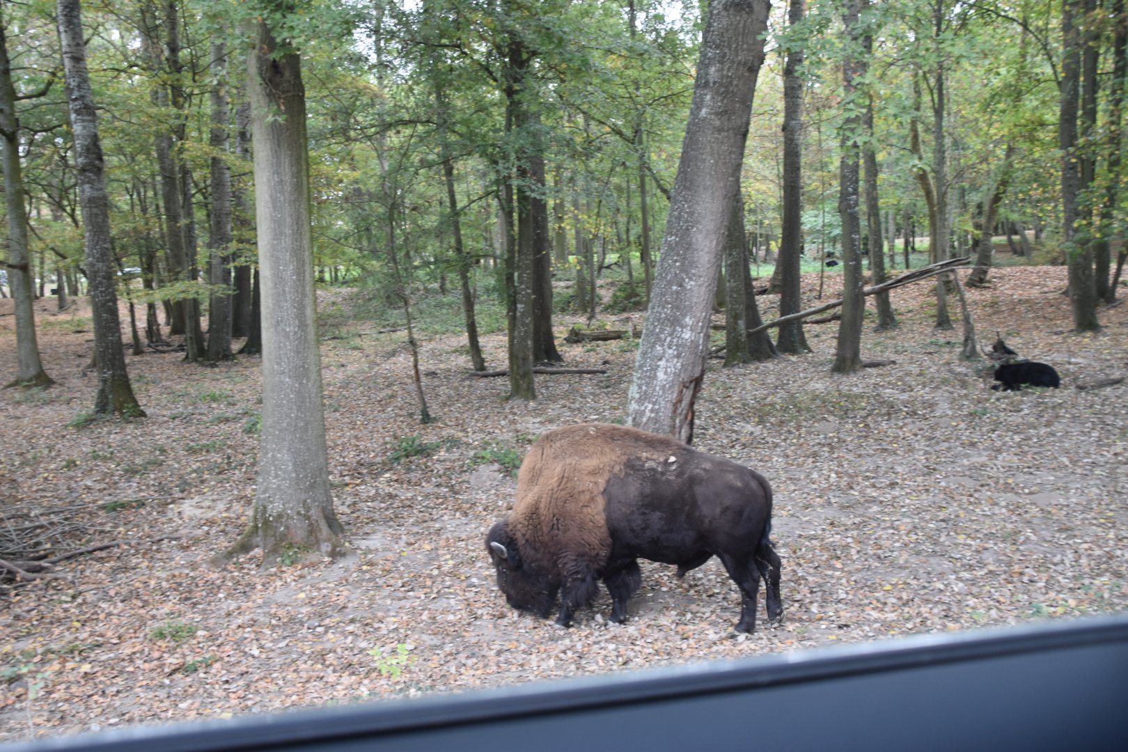 American bison exhibiti