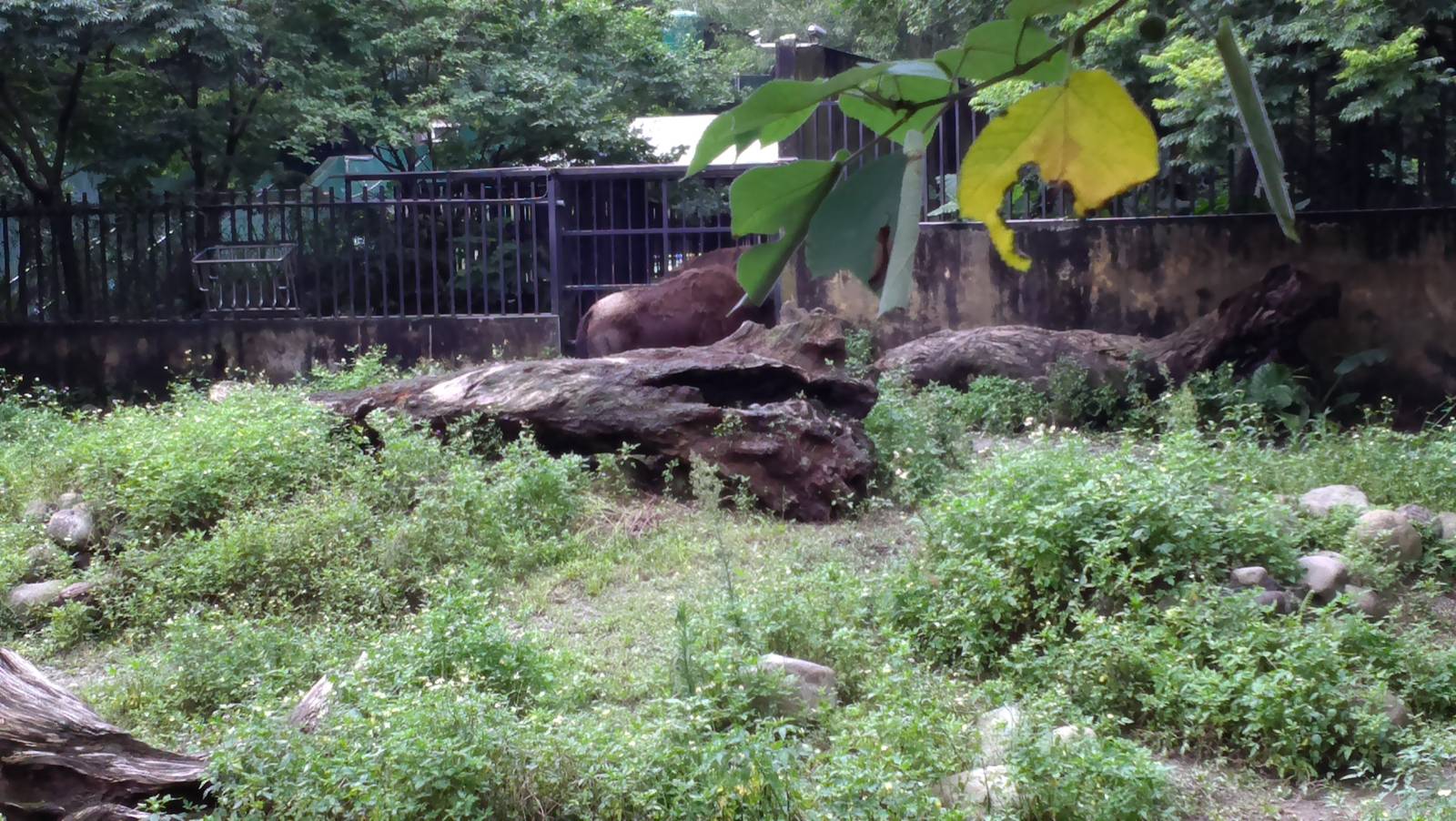 American bison exhibt