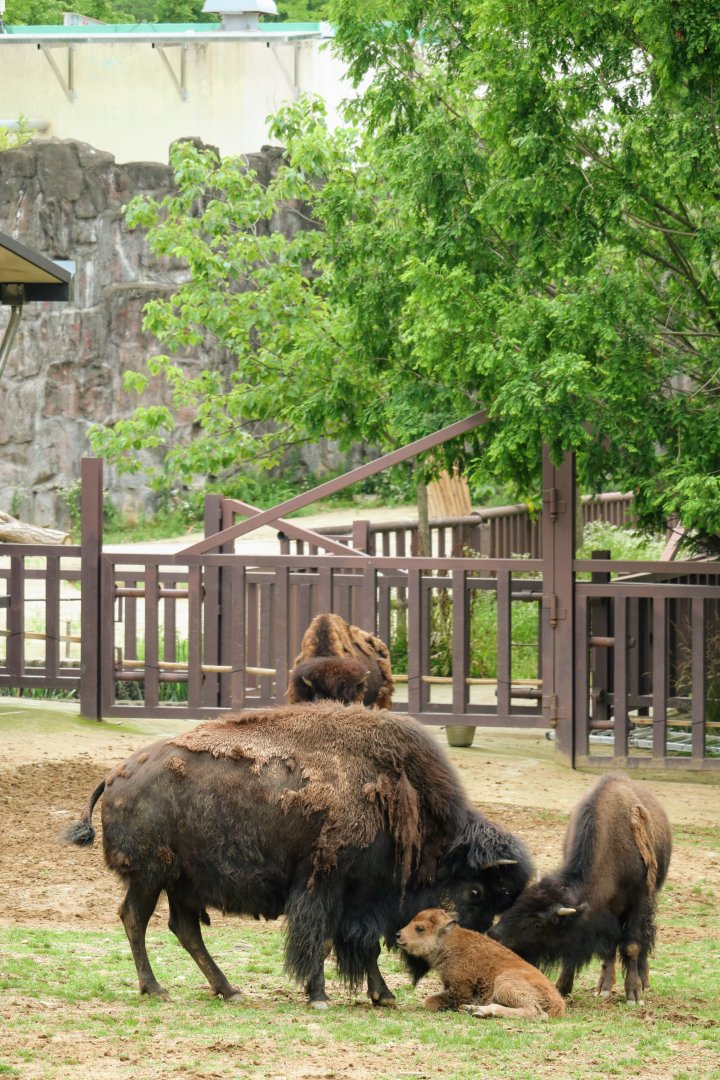 American bison family - with a newborn member