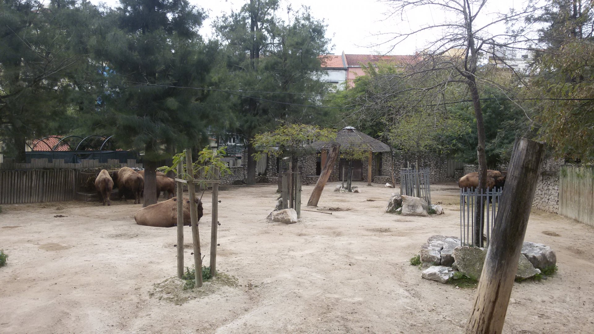 American Bison. Feb 2017