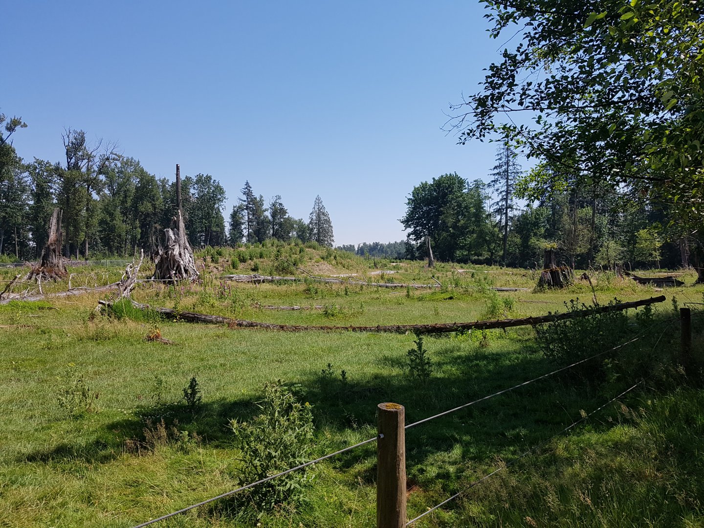 American Bison, Female American Elk, & Male White-Tailed Deer Exhibit