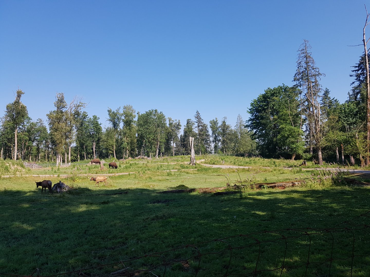 American Bison, Female American Elk, & Male White-Tailed Deer Exhibit