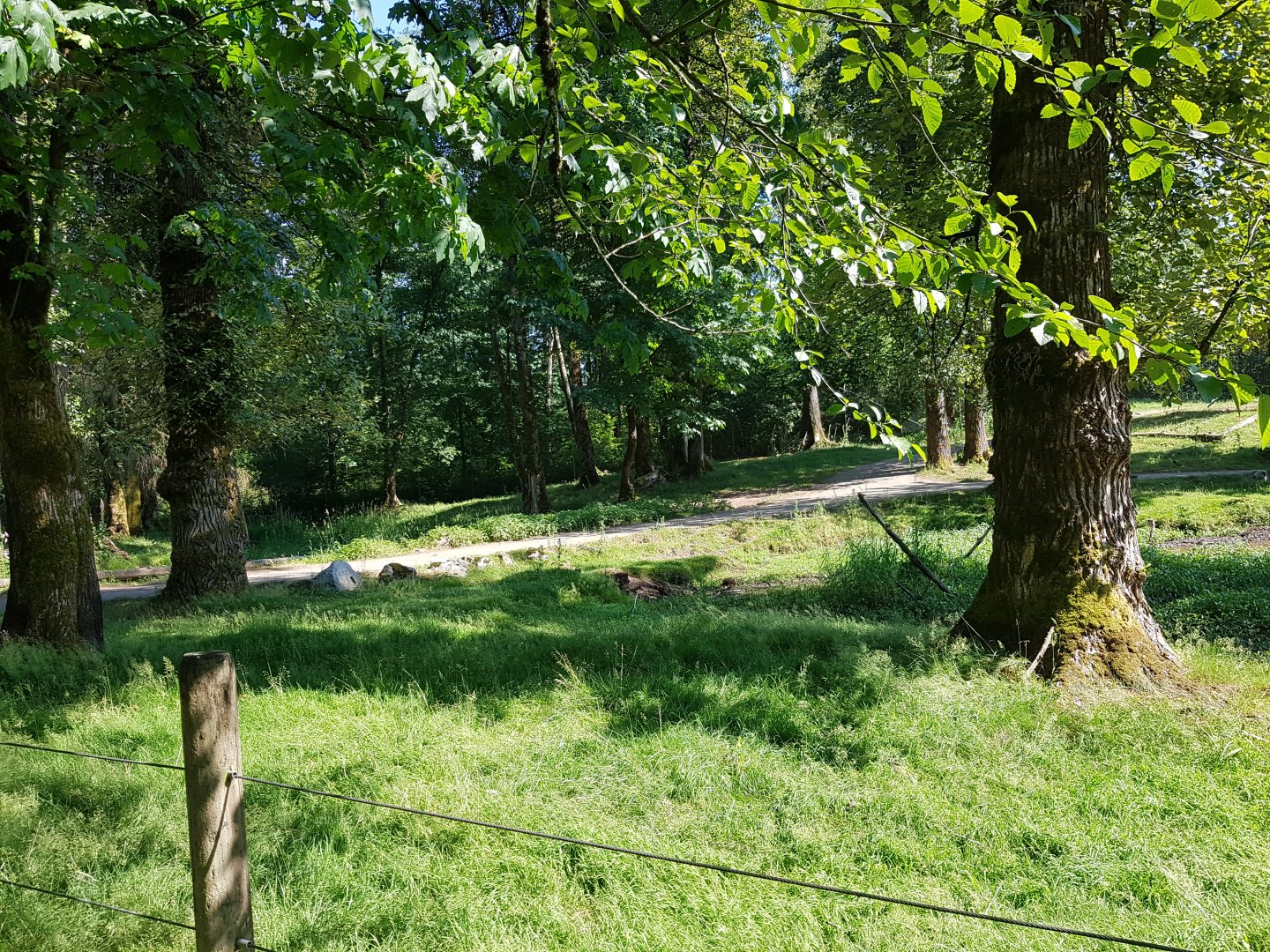 American Bison, Female American Elk, & Male White-Tailed Deer Exhibit
