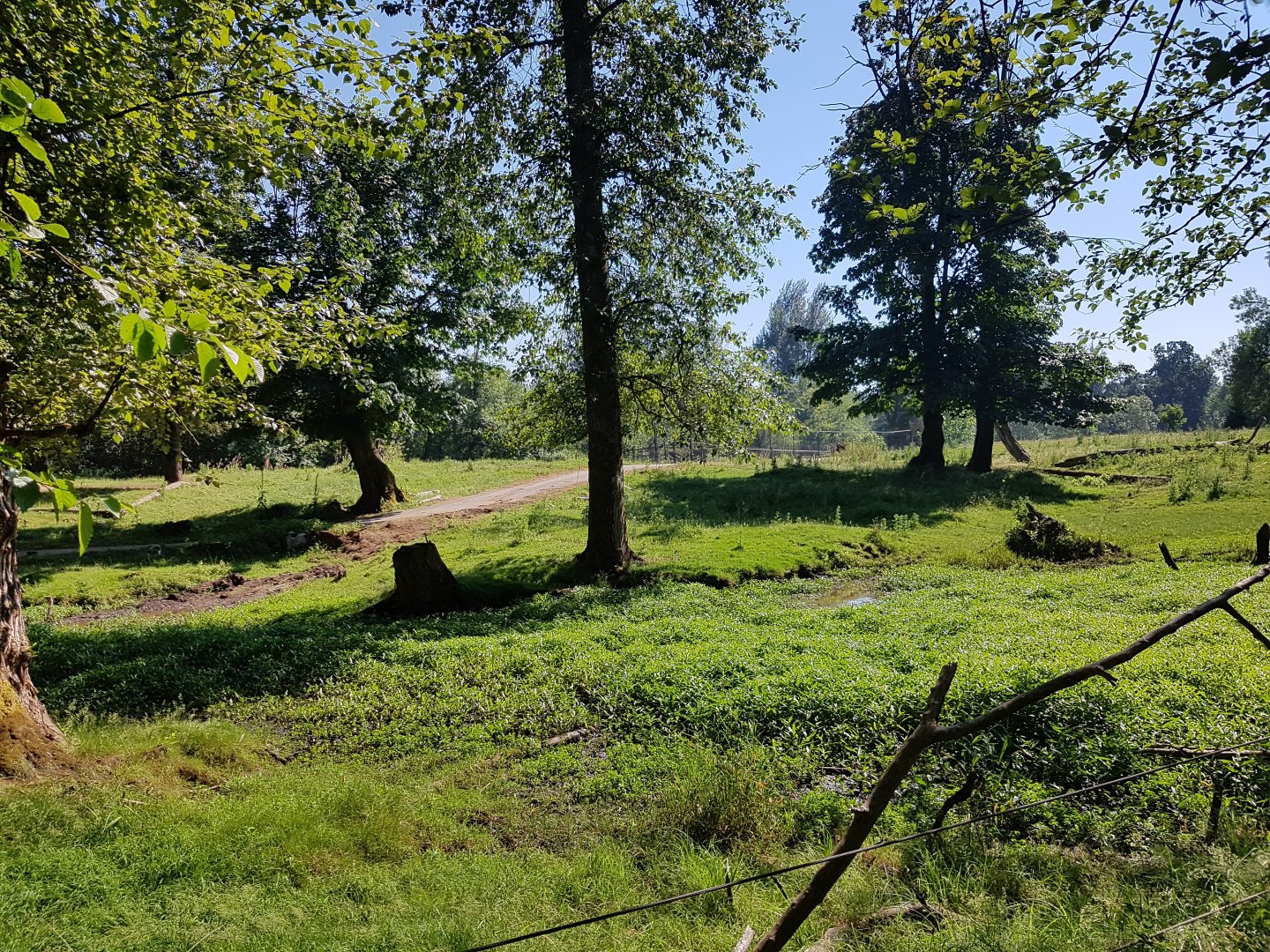 American Bison, Female American Elk, & Male White-Tailed Deer Exhibit