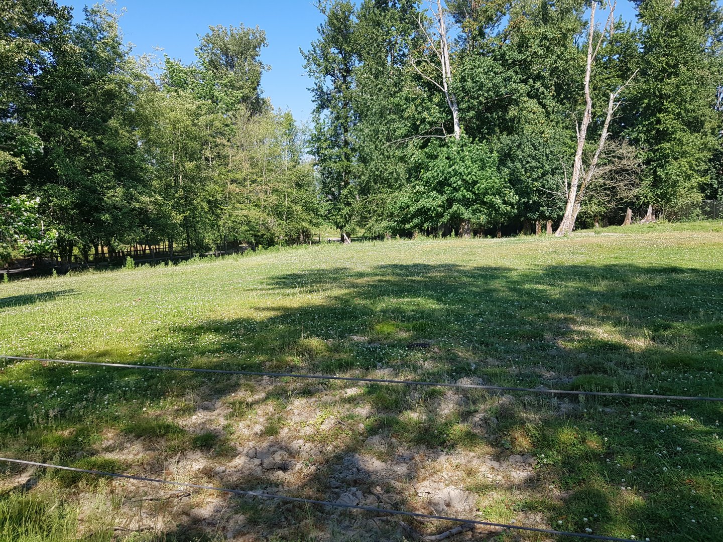 American Bison, Female American Elk, & Male White-Tailed Deer Exhibit