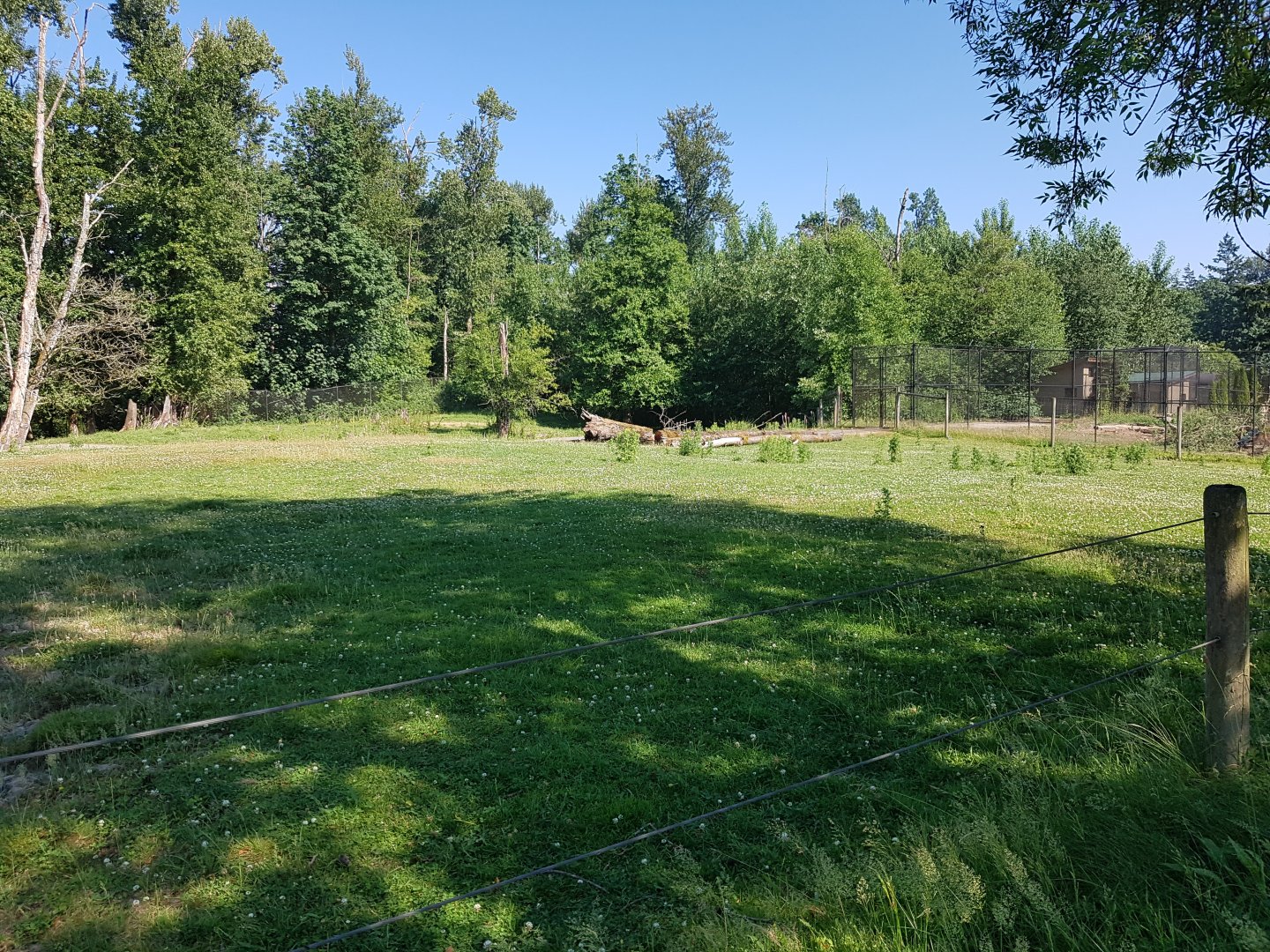 American Bison, Female American Elk, & Male White-Tailed Deer Exhibit