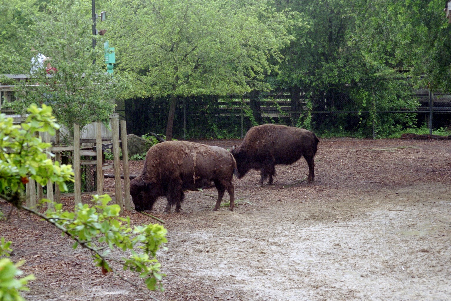 American Bison - Florida Wildlife Center