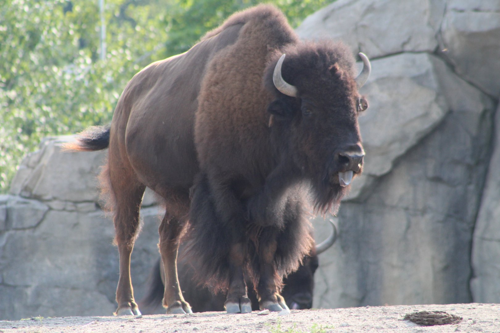 American Bison - Great Bear Wilderness