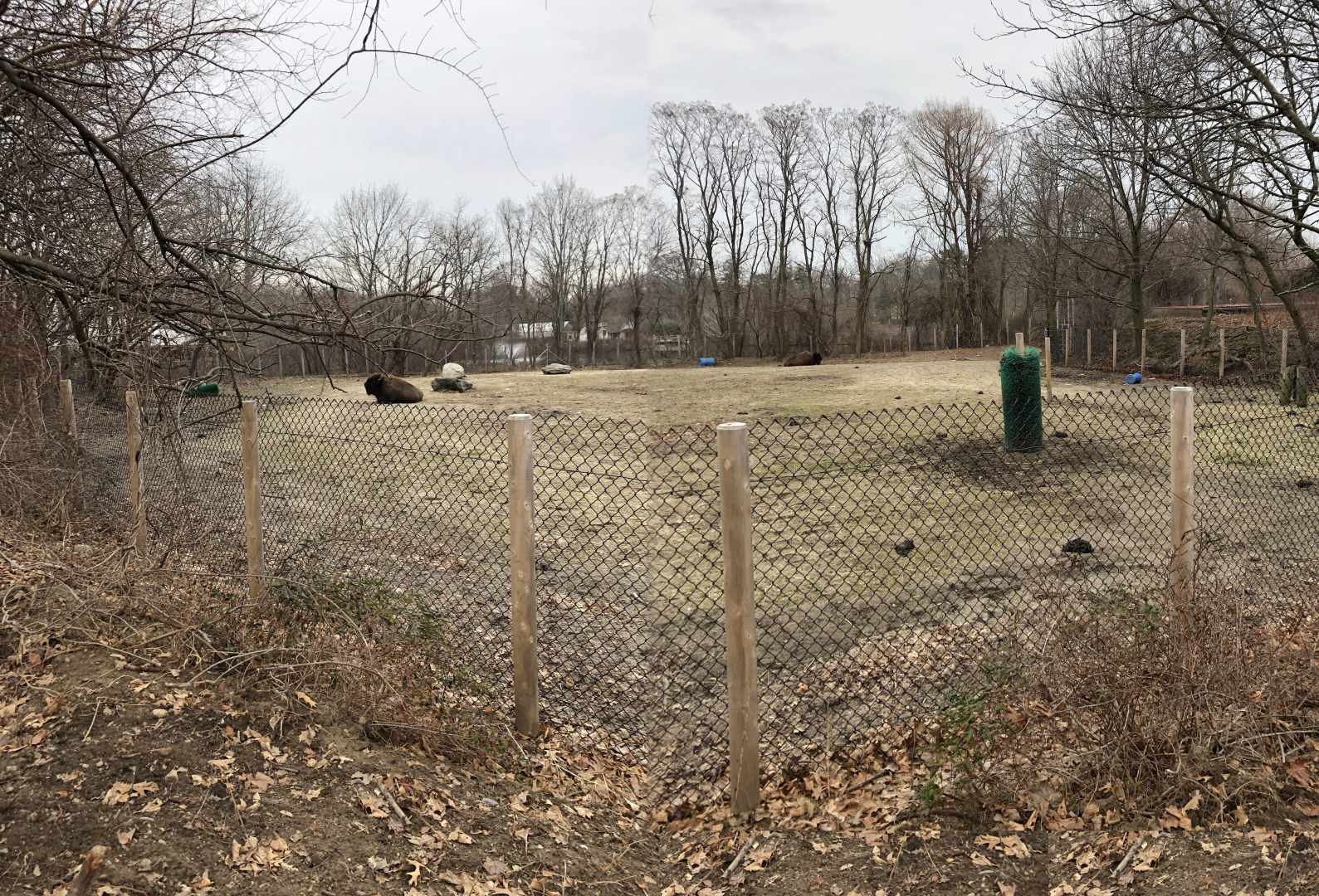 American Bison Habitat - Feb, 2020