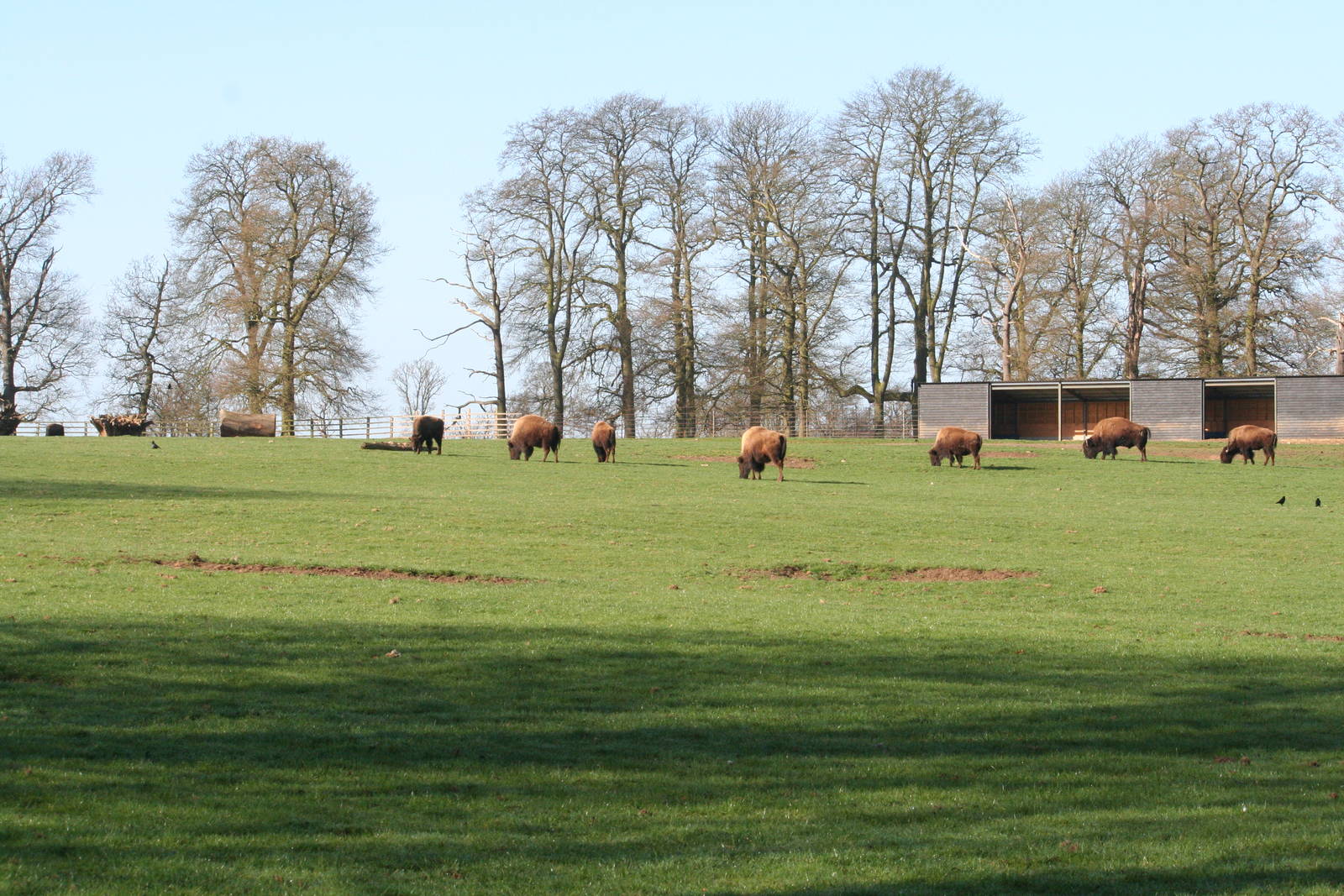 American bison herd