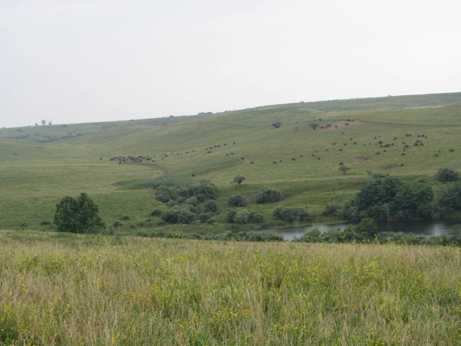 American Bison Herd