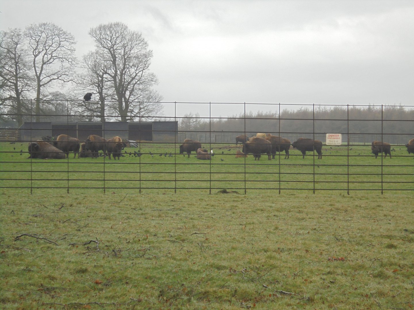 American Bison herd