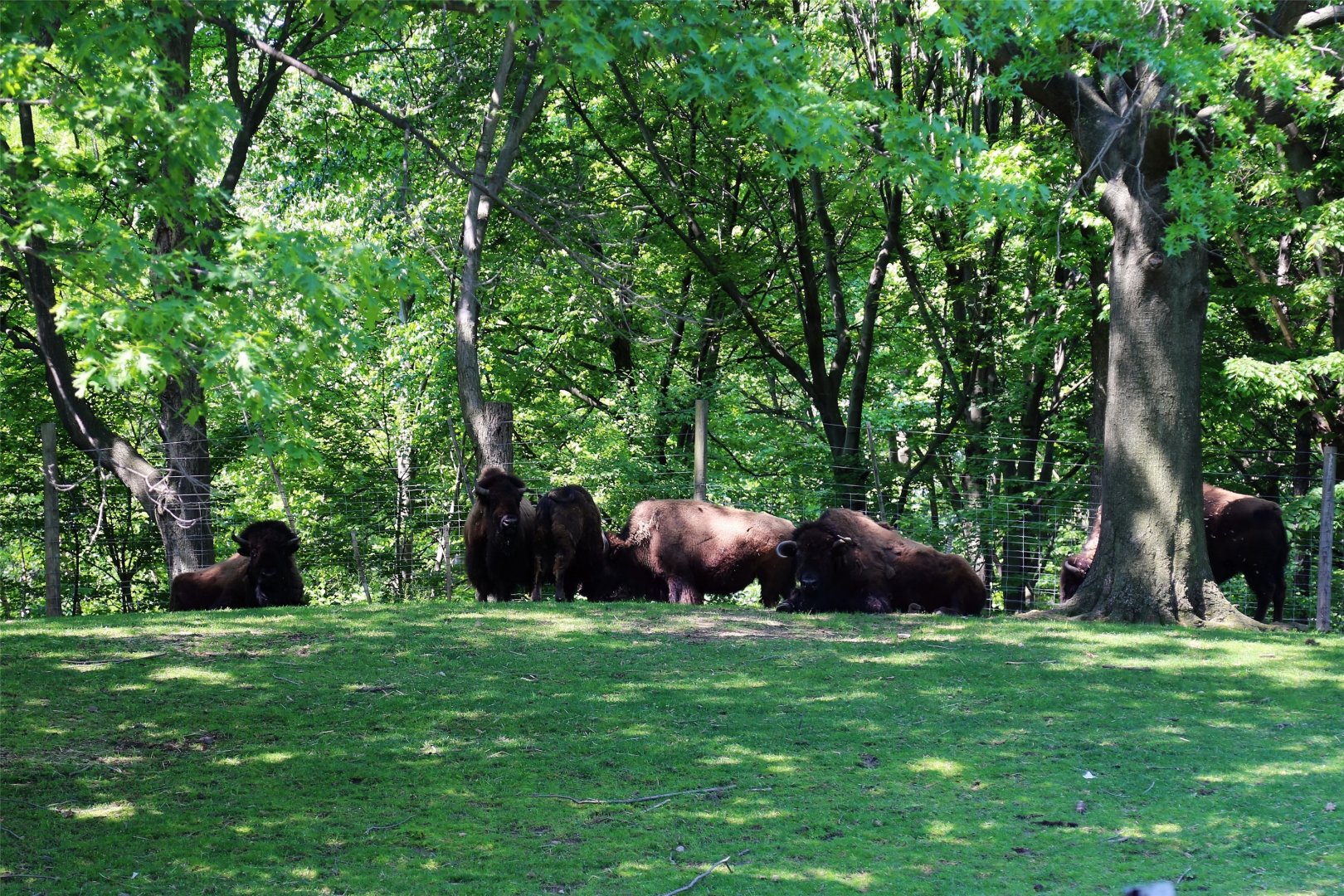 American Bison Herd