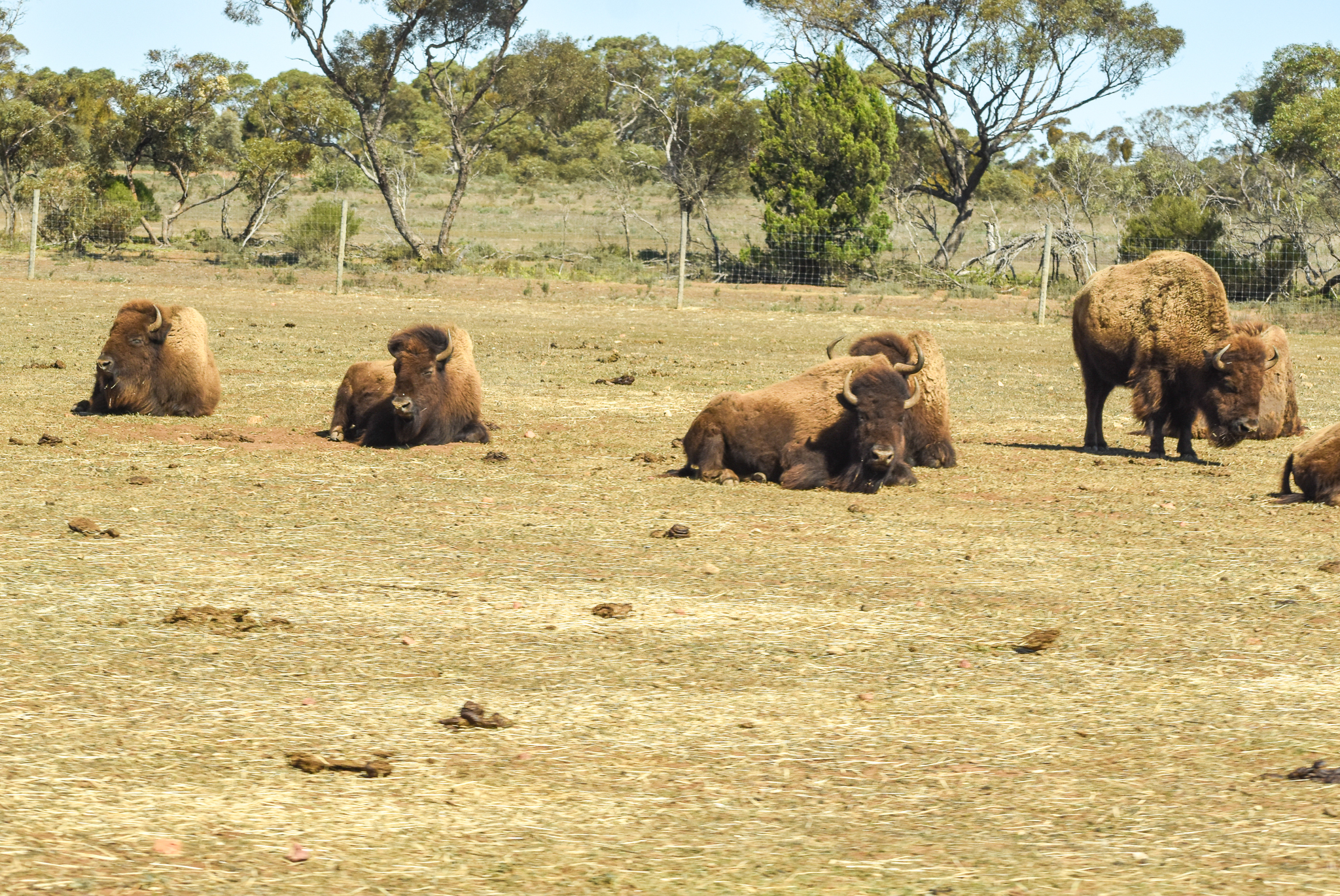 American Bison herd