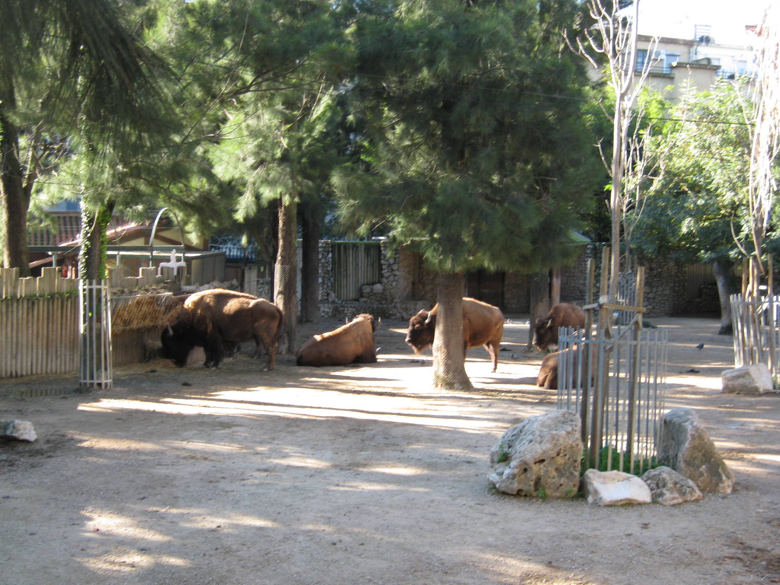 American Bison Herd