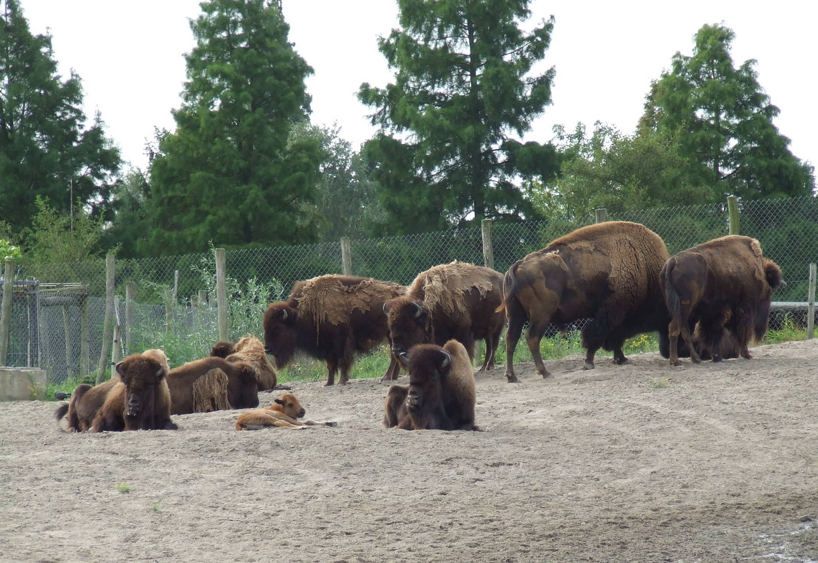 American Bison herd