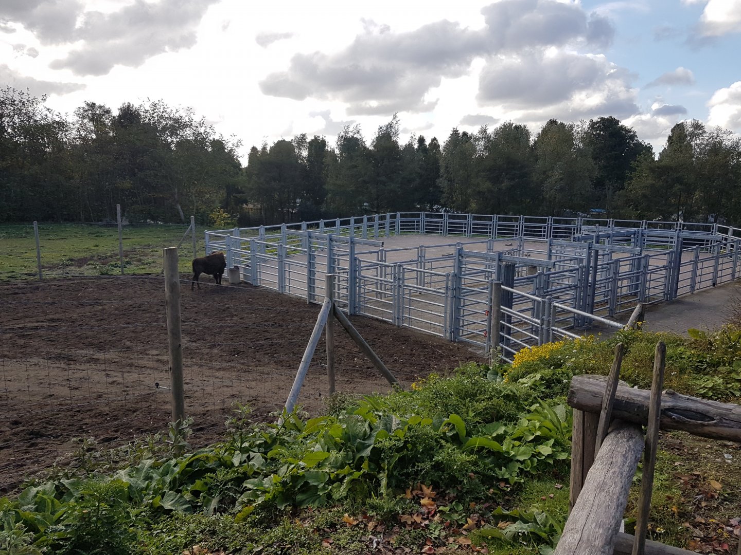 American bison holding-area
