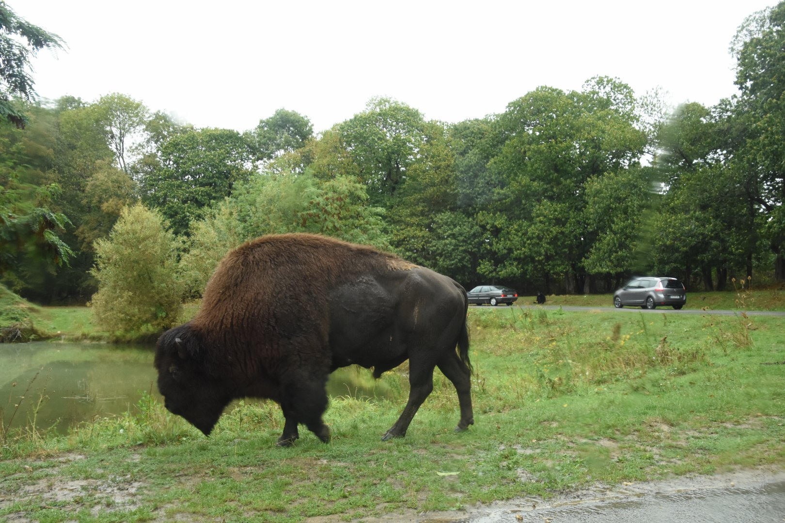 American Bison in drive-through
