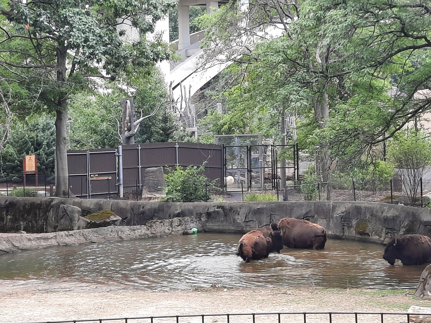 American Bison in the water