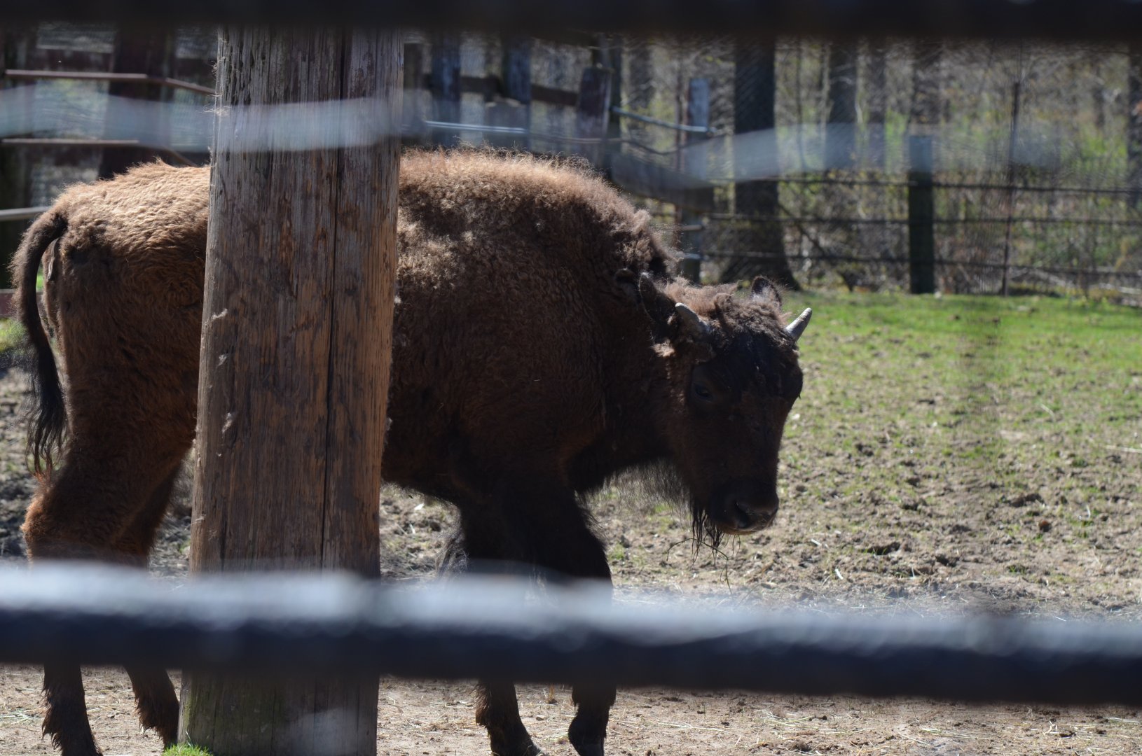 American Bison Juvenile