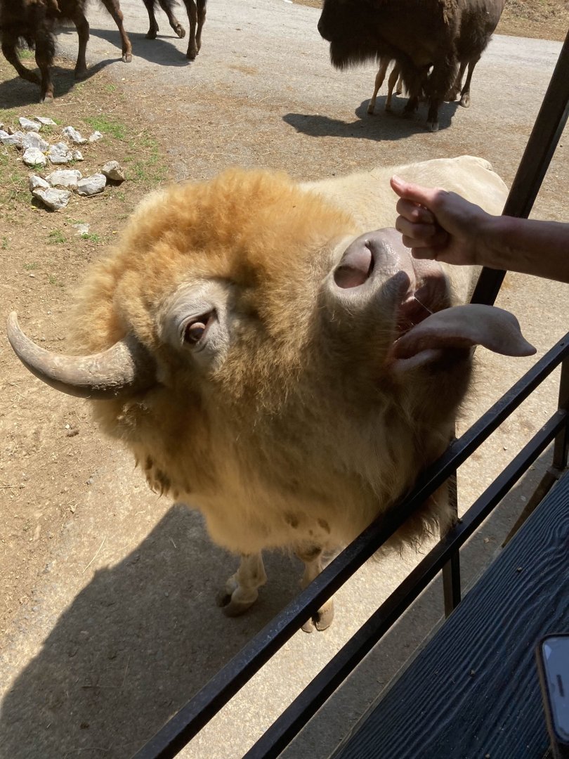 American Bison (Leucistic)