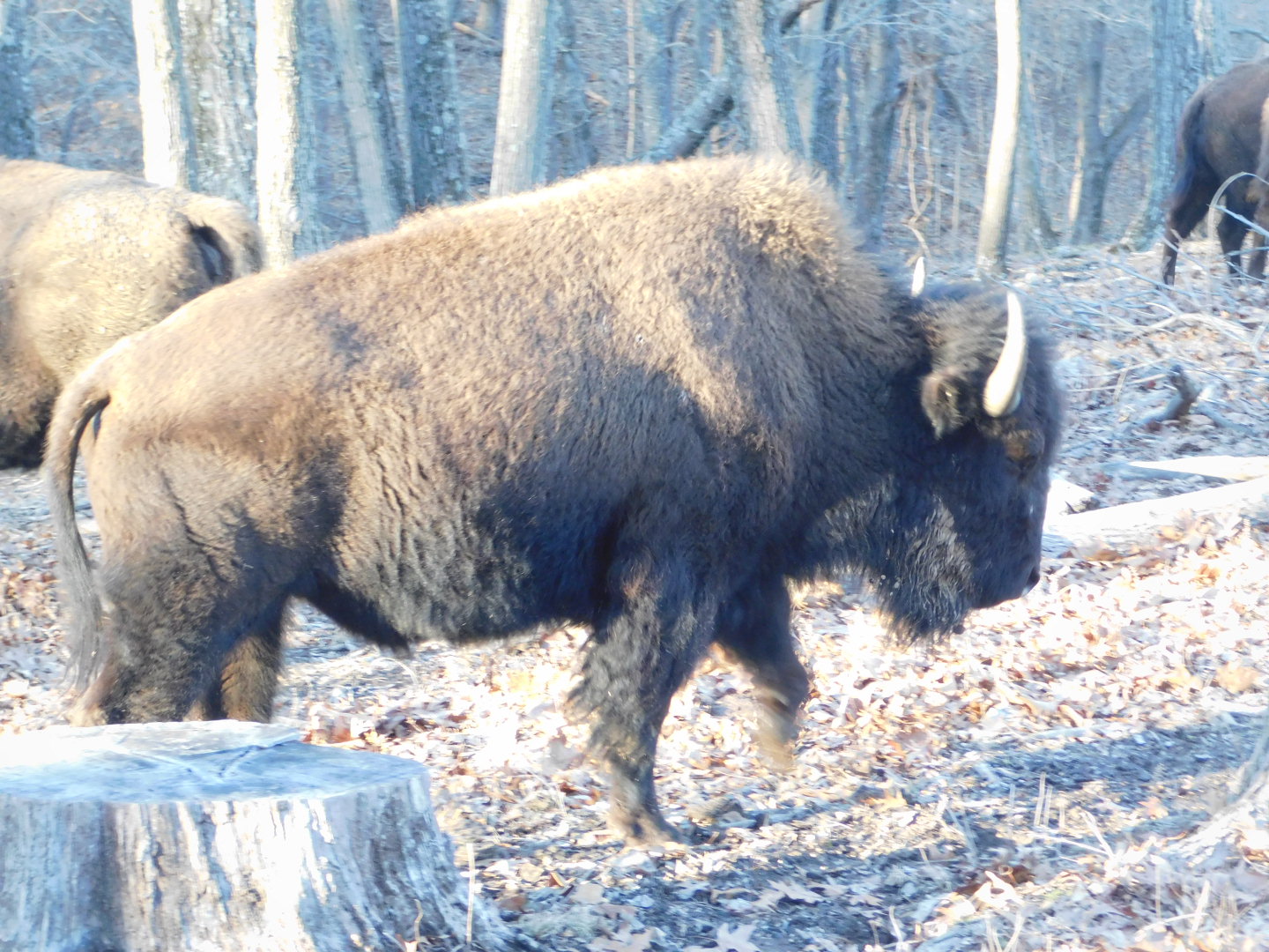 American Bison - Lone Elk County Park February 2022