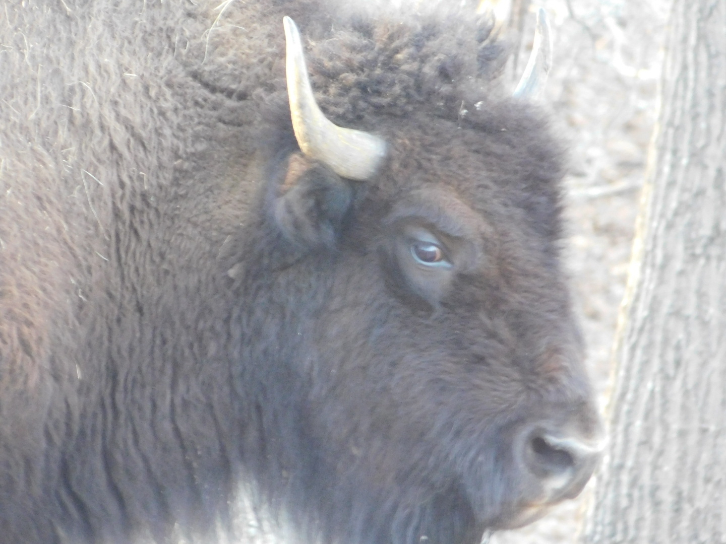 American Bison - Lone Elk County Park February 2022