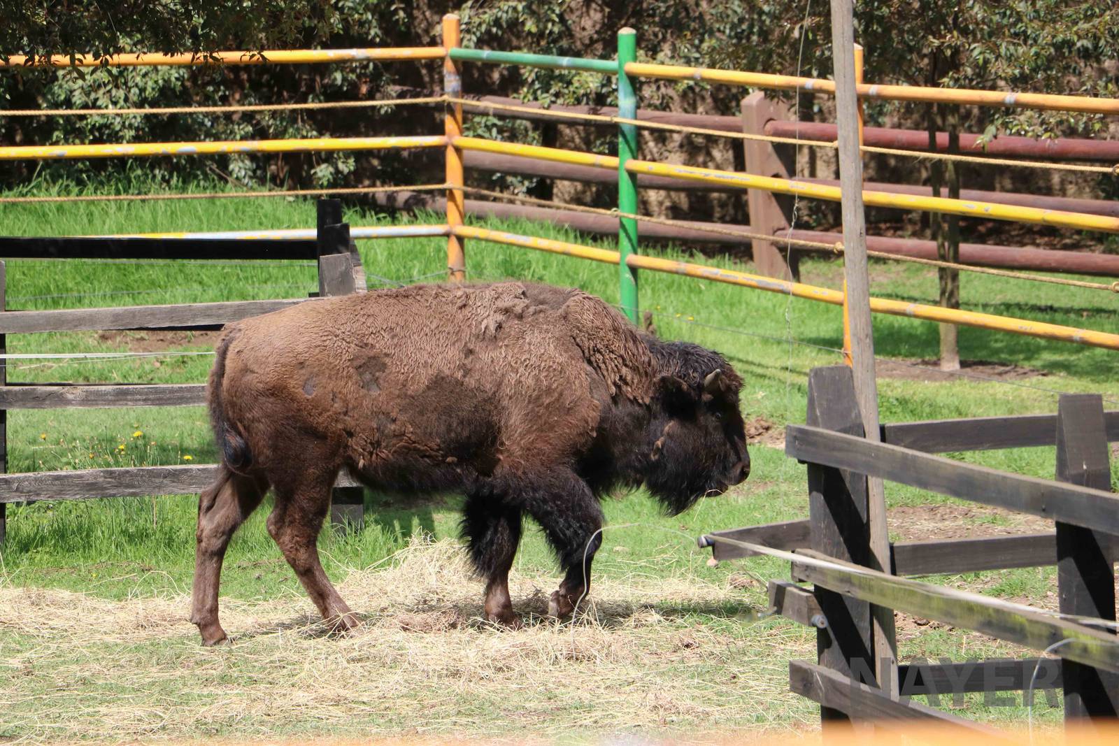 American bison, March 2016