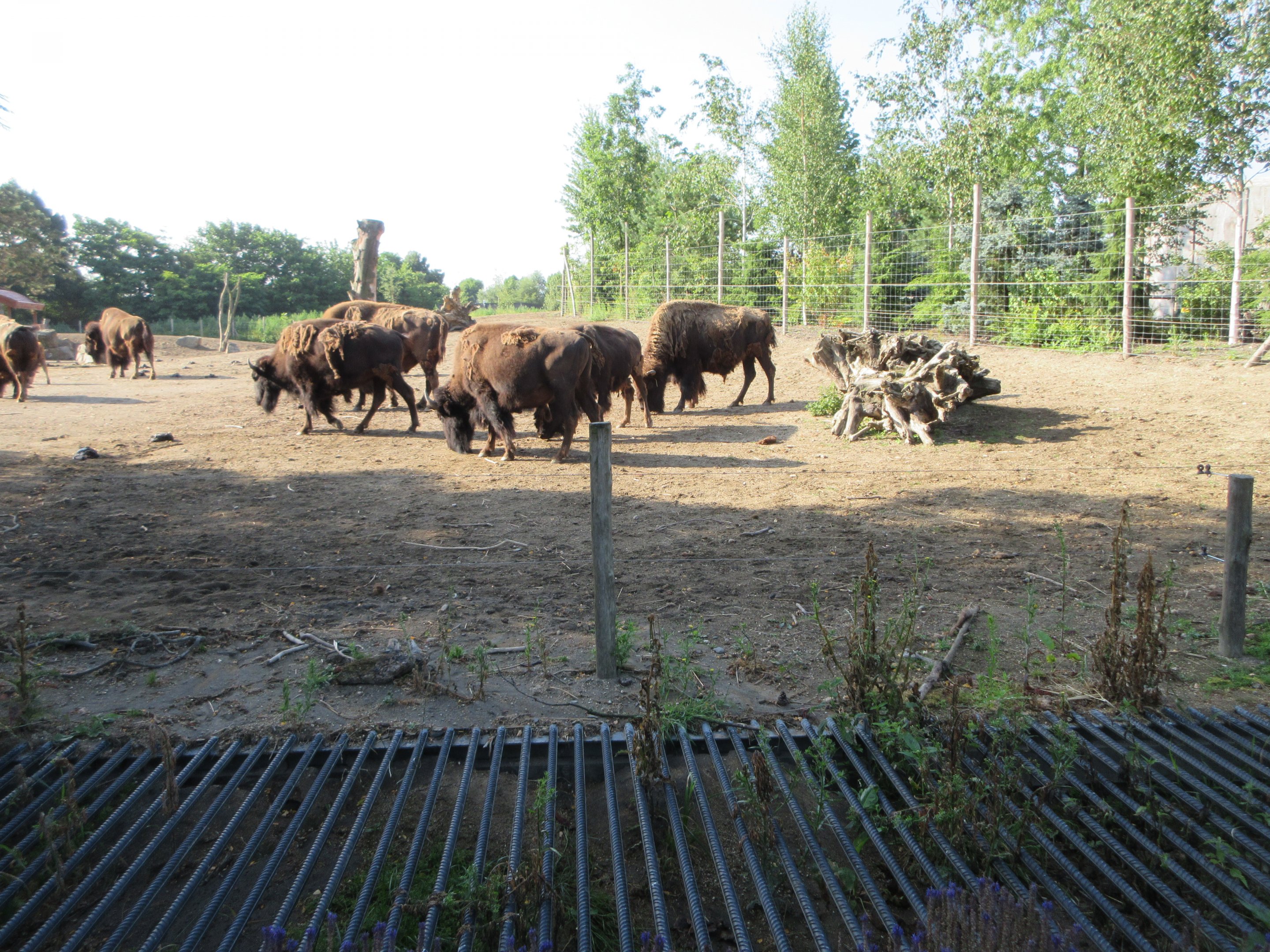 American Bison - minimal barrier