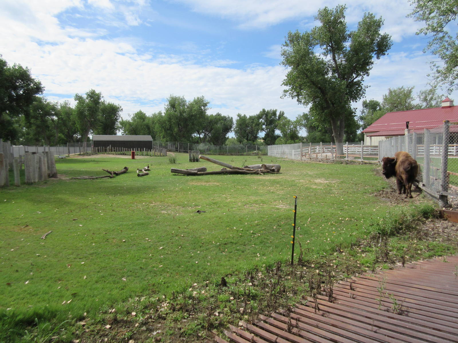 American Bison/Mule Deer Exhibit